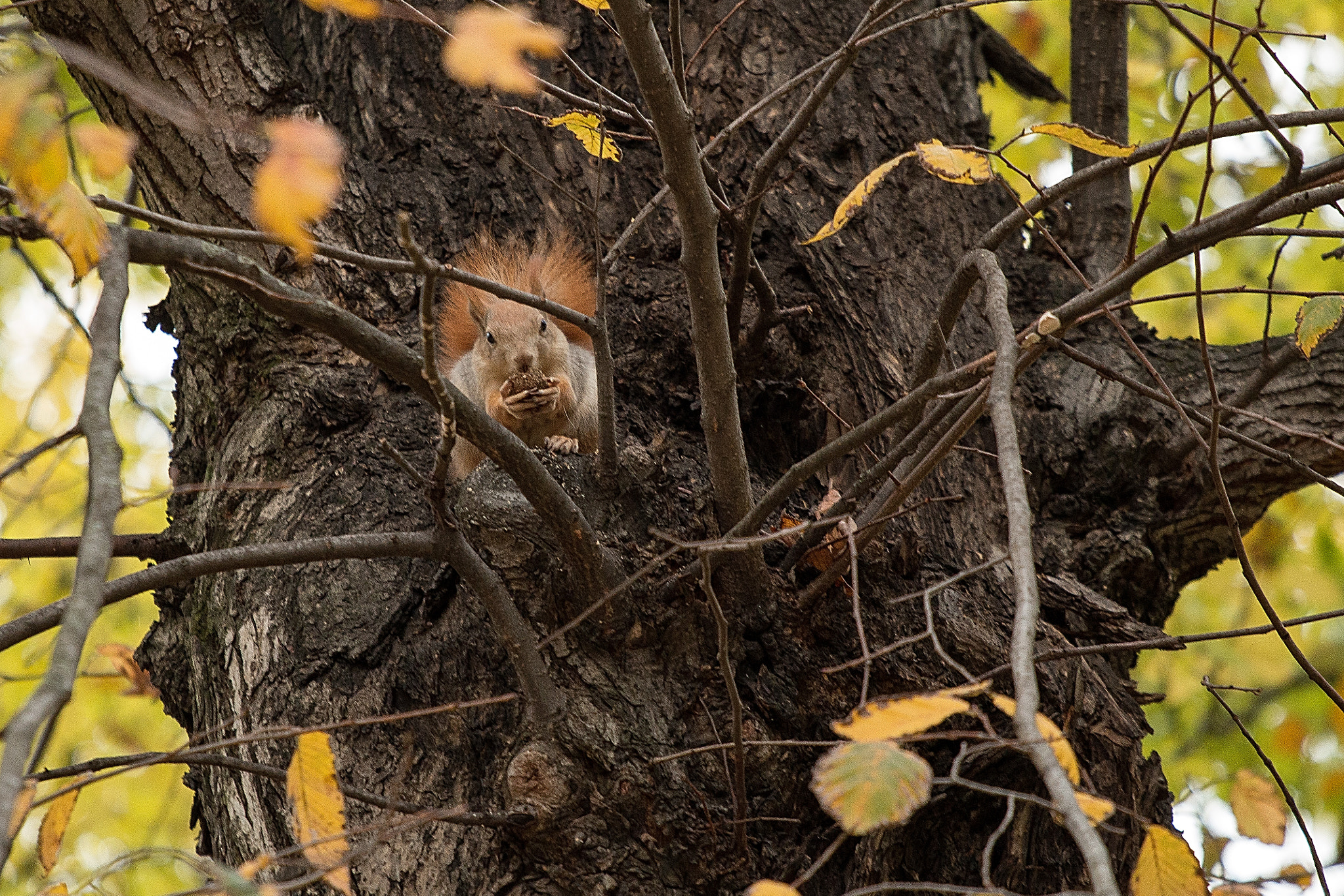 Canon EOS 70D + Canon EF 70-200mm F4L USM sample photo. Autumn () photography