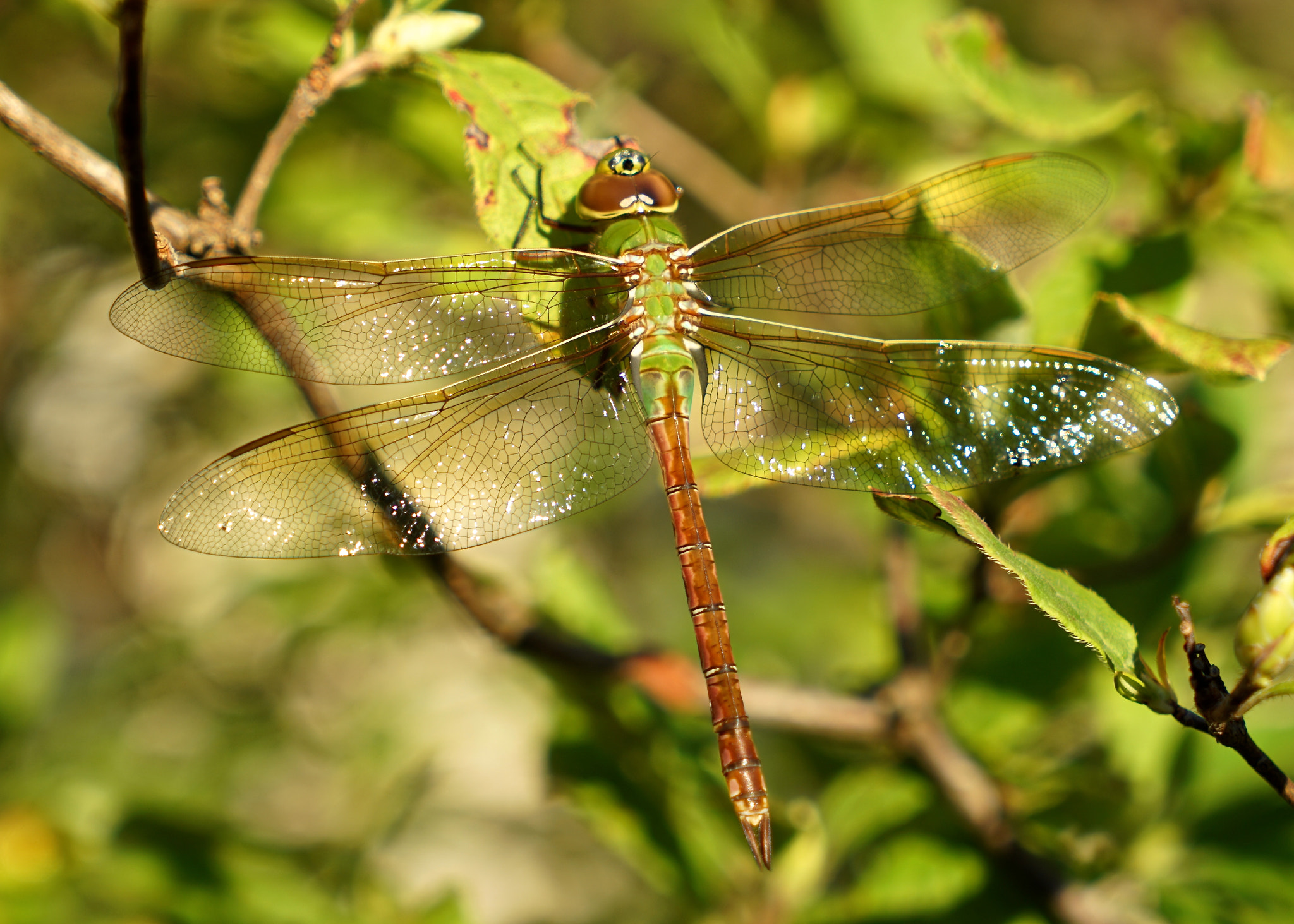 Sony a7R II sample photo. Common green darner dragonfly photography