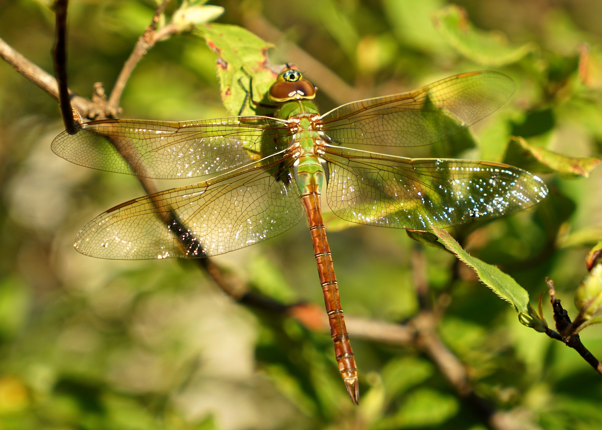 Sony Vario Tessar T* FE 24-70mm F4 ZA OSS sample photo. Common green darner dragonfly photography