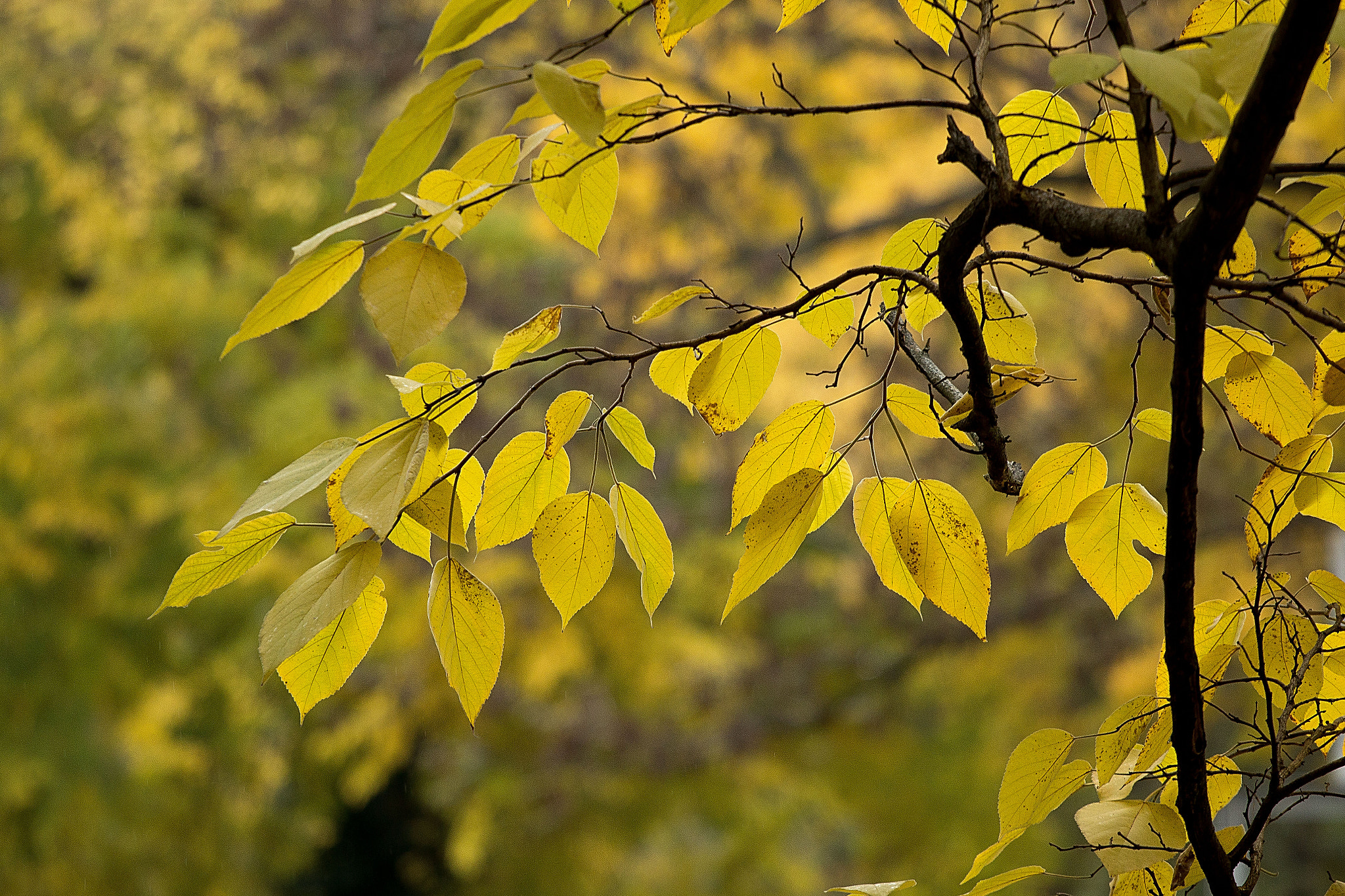 Canon EOS 70D + Canon EF 70-200mm F4L USM sample photo. Autumn () photography