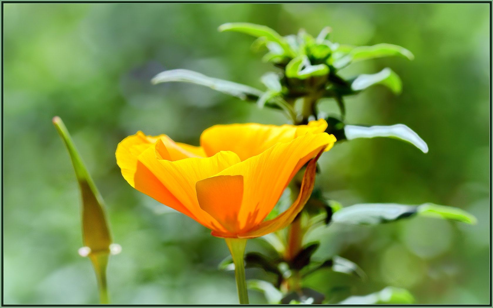 Sigma 105mm F2.8 EX DG OS HSM sample photo. Morning poppy photography