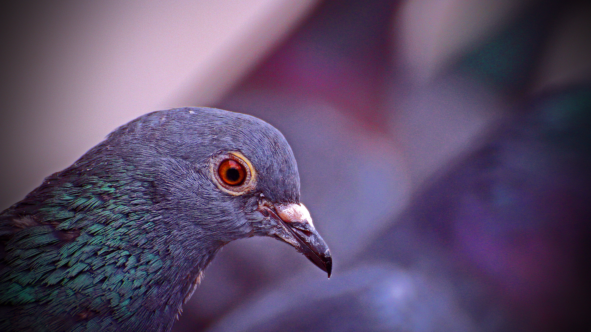 Canon EOS 1200D (EOS Rebel T5 / EOS Kiss X70 / EOS Hi) sample photo. Dove photography