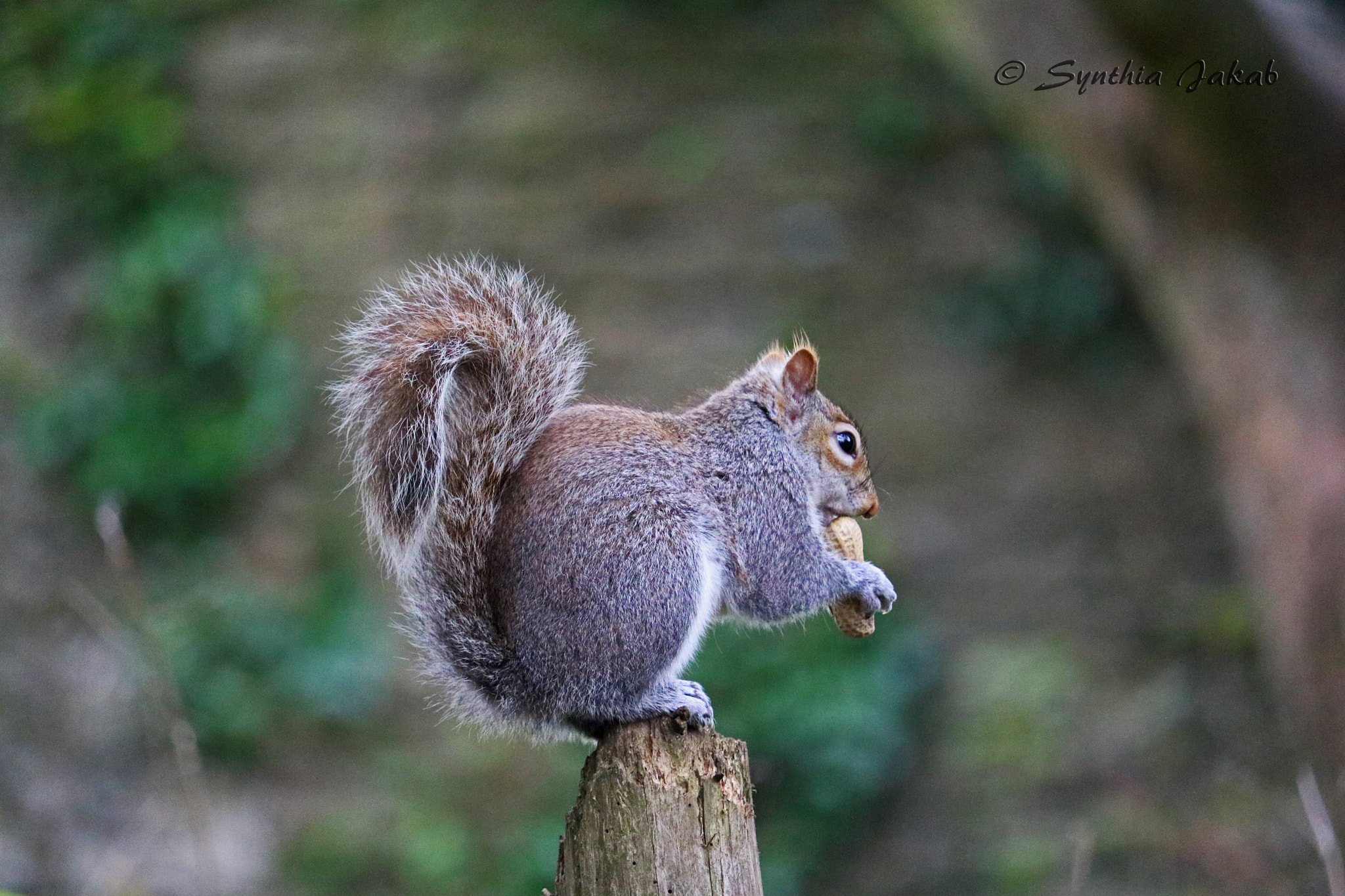 Canon EF-S 55-250mm F4-5.6 IS STM sample photo. Freedom photography