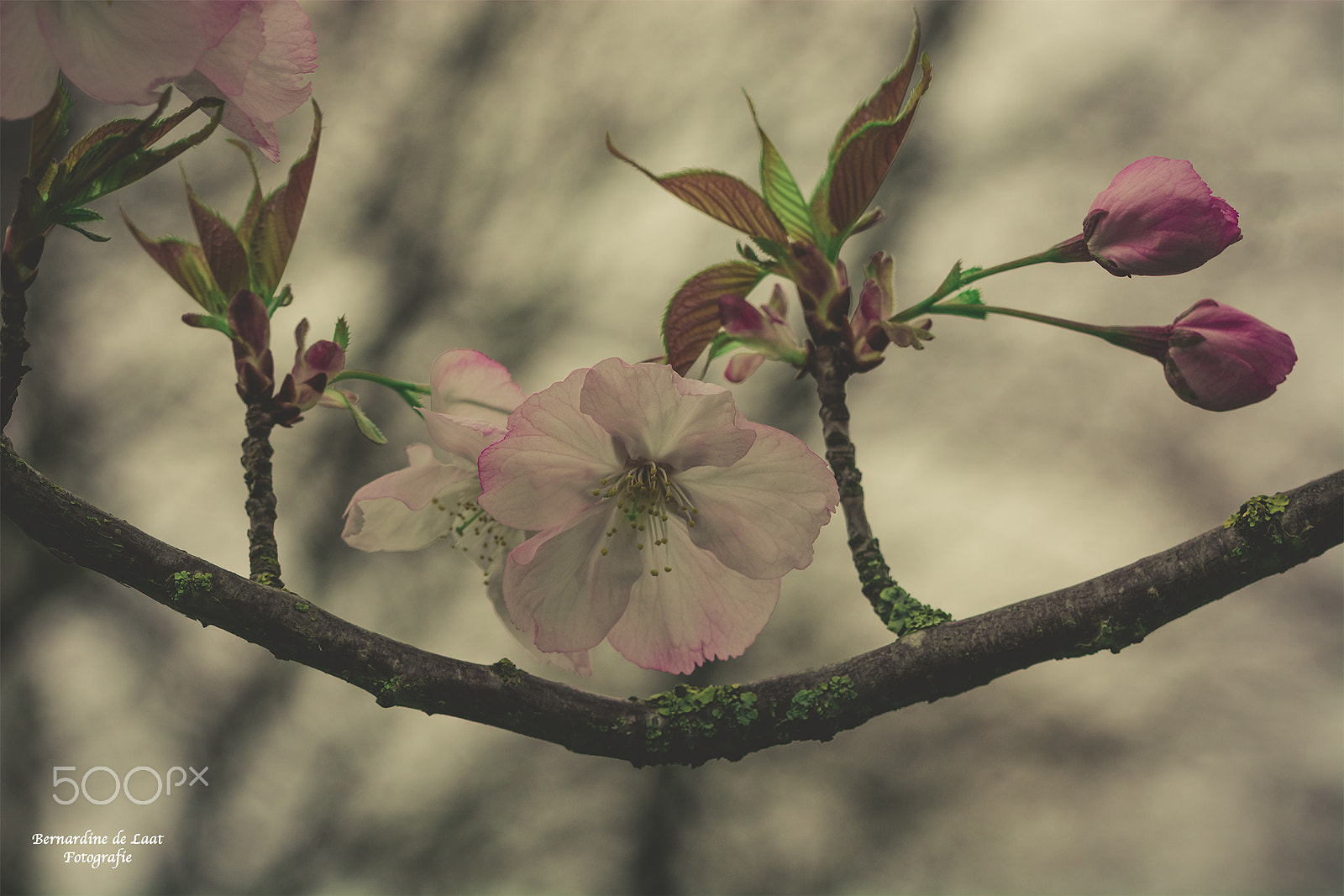 Nikon D7100 sample photo. Blossom photography