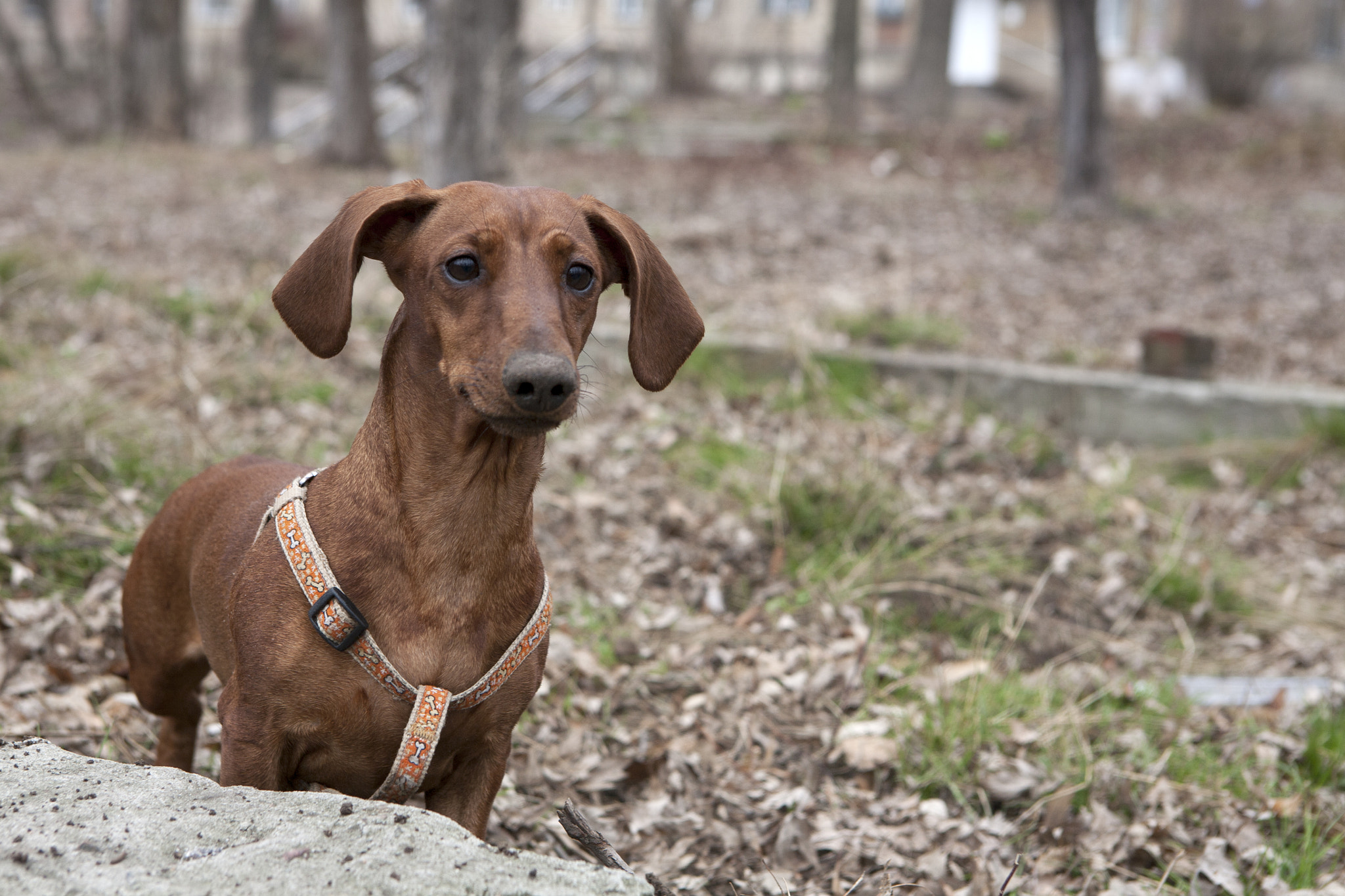 Canon EOS 5D + Canon EF 24-70mm F2.8L USM sample photo. Dog on the walk photography