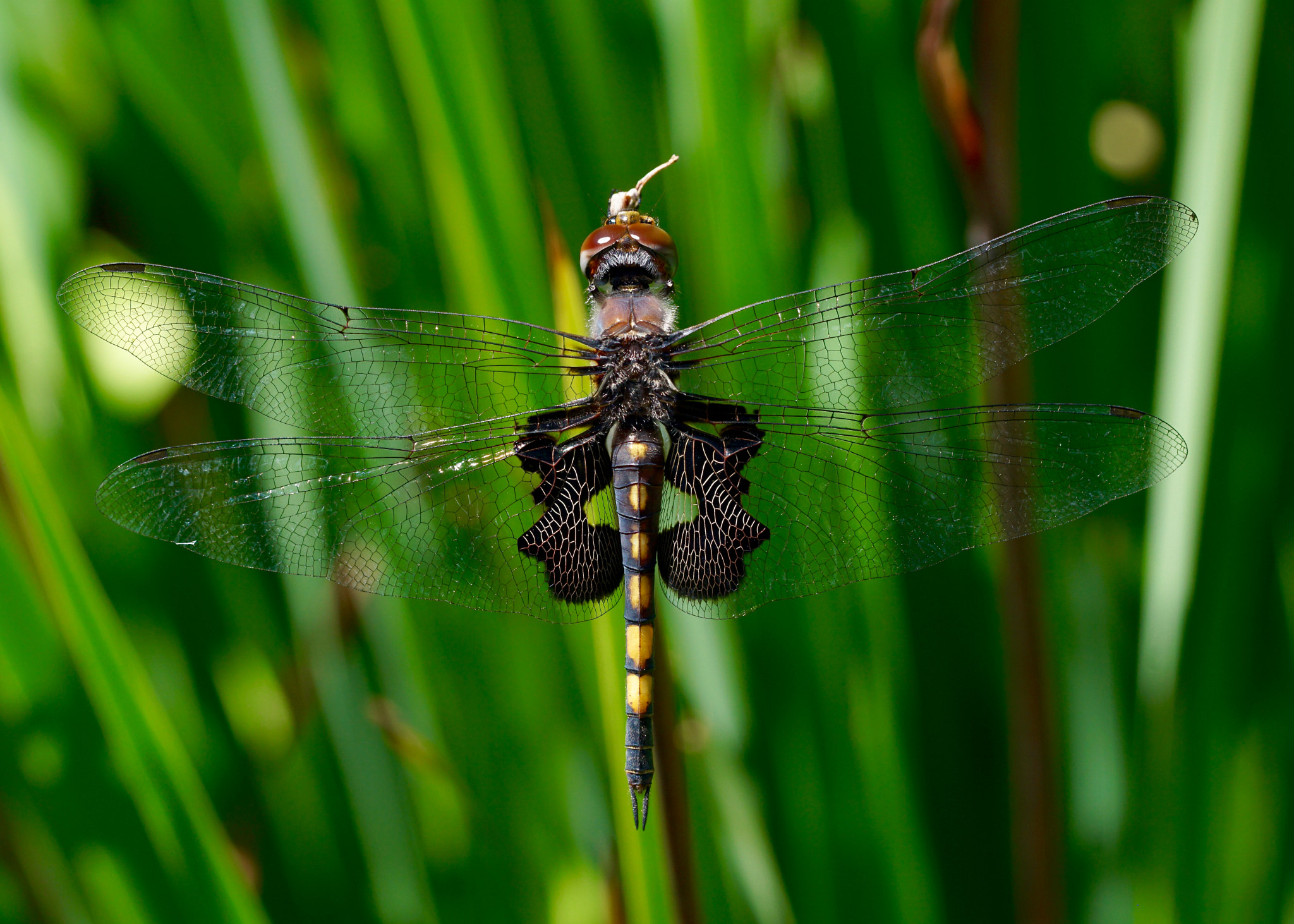 Sony a6000 + Sony FE 90mm F2.8 Macro G OSS sample photo. Black saddlebags dragonfly photography