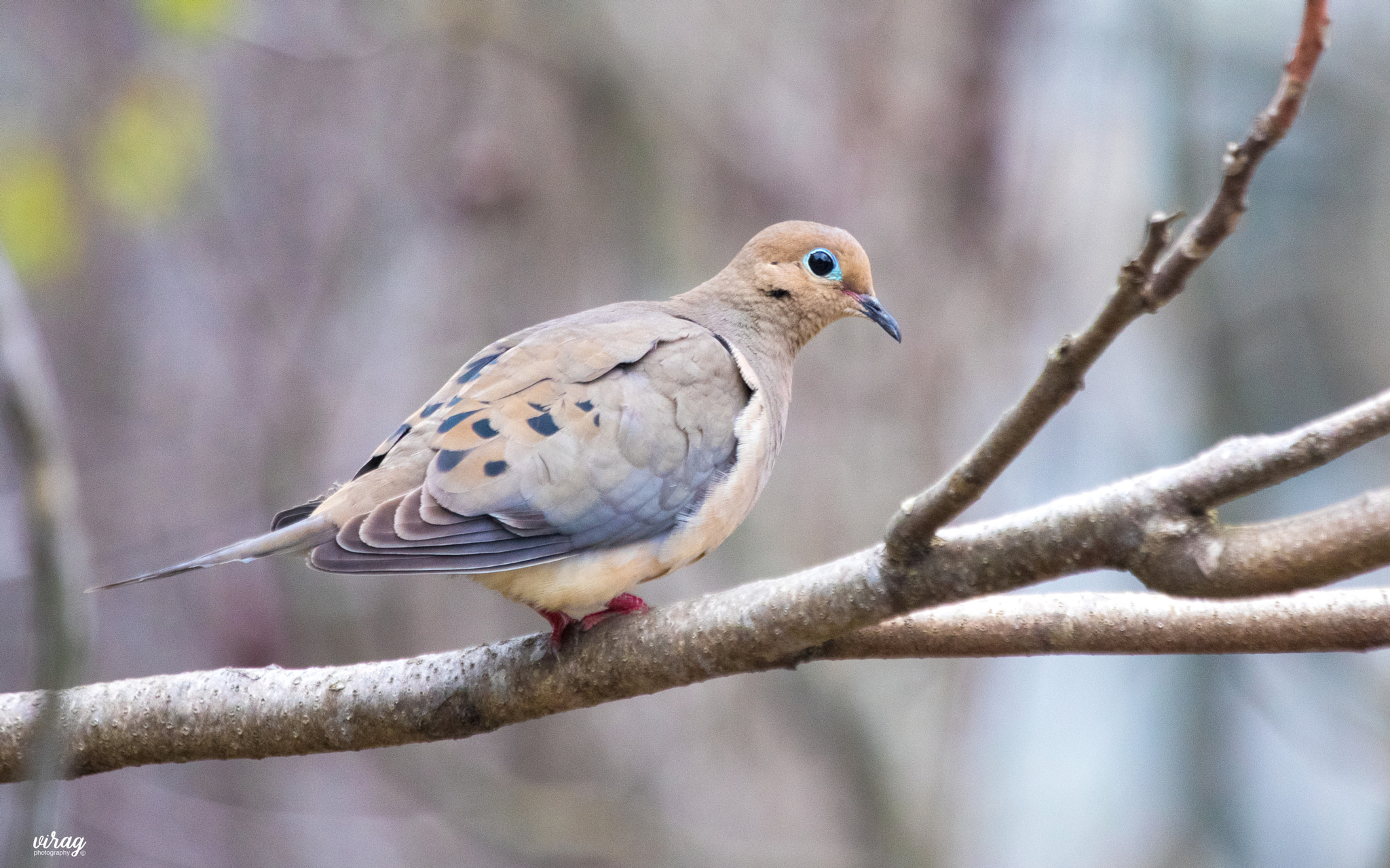 Canon EF 100-400mm F4.5-5.6L IS USM sample photo. Mourning dove photography