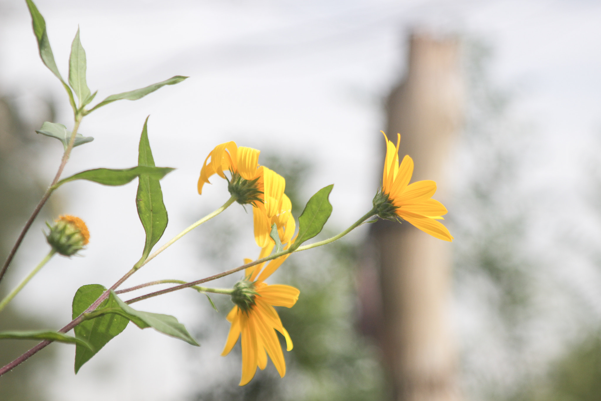 Canon EF 28-105mm f/3.5-4.5 USM sample photo. Flowers shinning in a sunny day photography