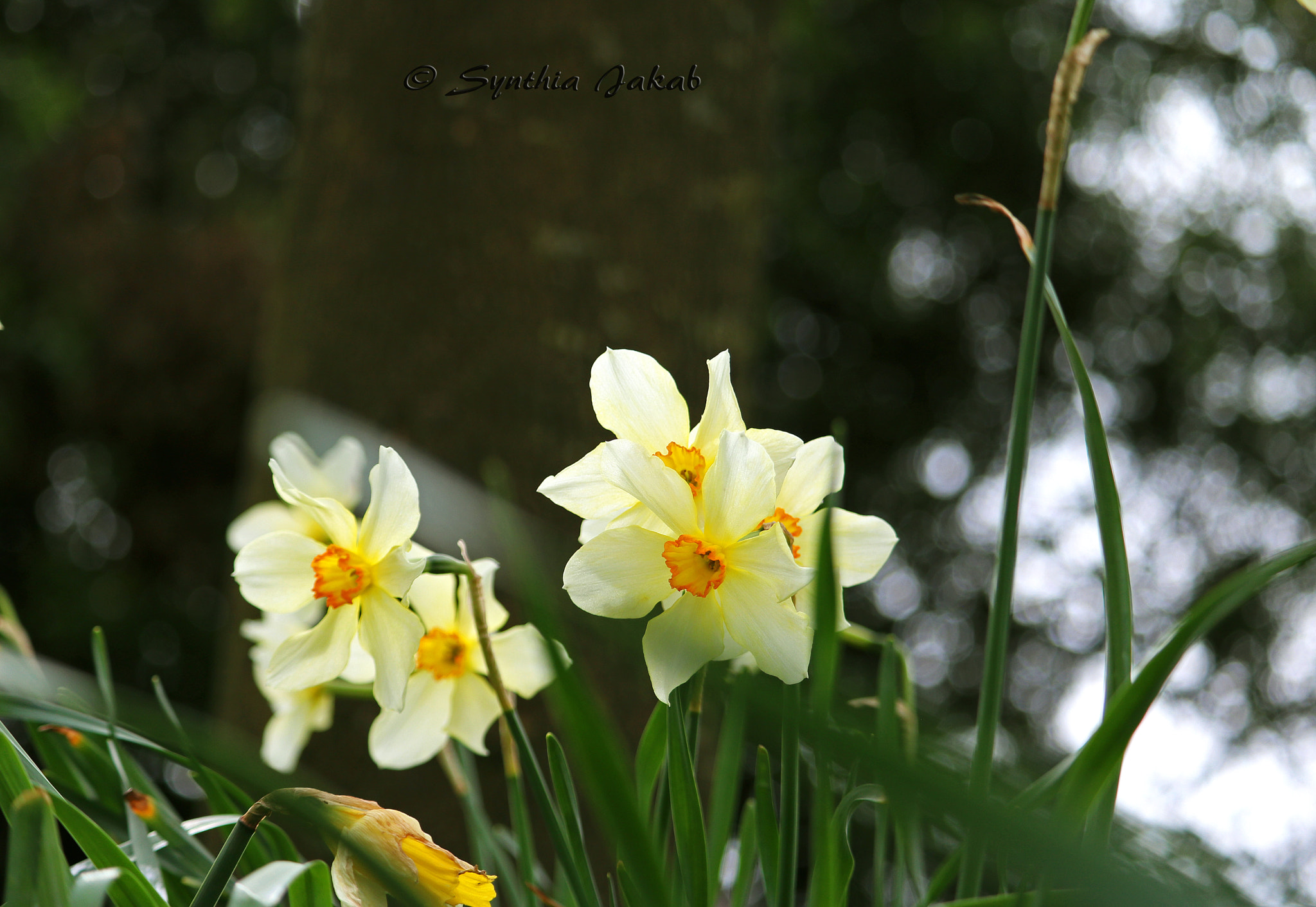 Canon EOS 750D (EOS Rebel T6i / EOS Kiss X8i) + Canon EF-S 55-250mm F4-5.6 IS STM sample photo. Daffodils in the wind photography