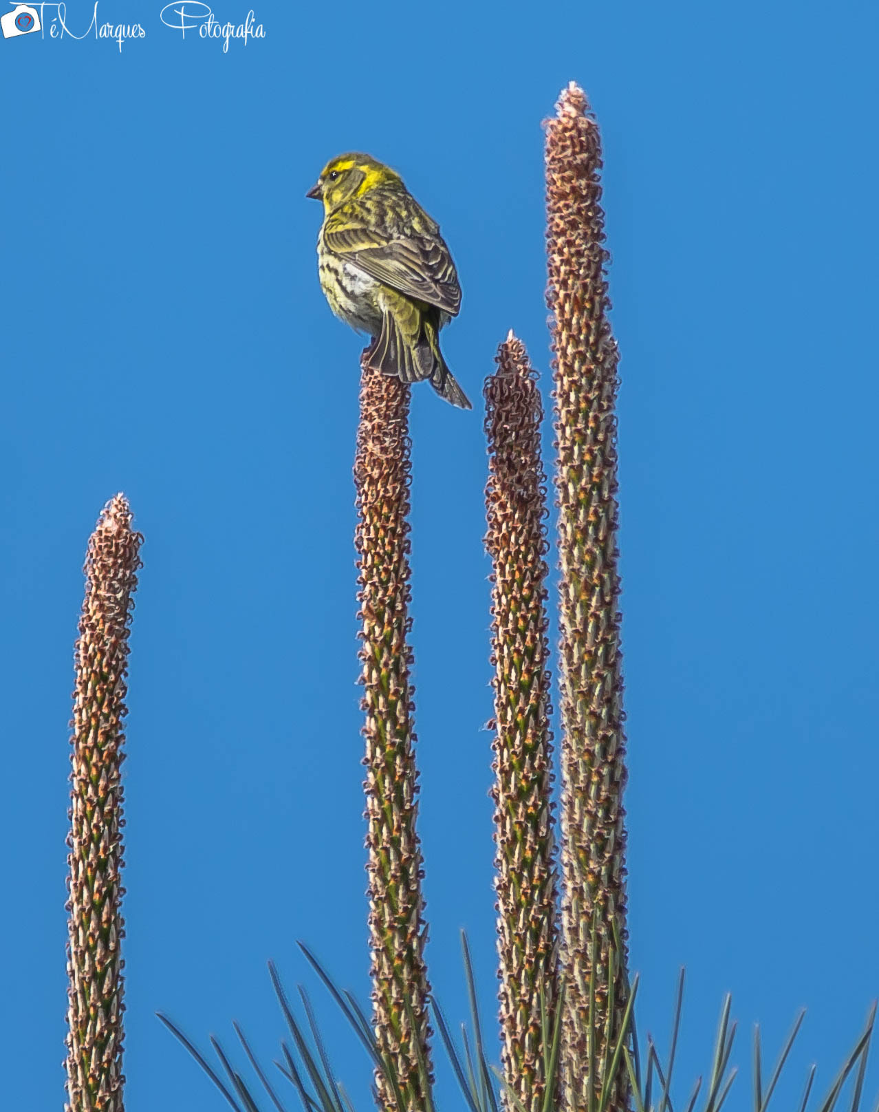 Sigma 150-500mm F5-6.3 DG OS HSM sample photo. Serinus serinus photography