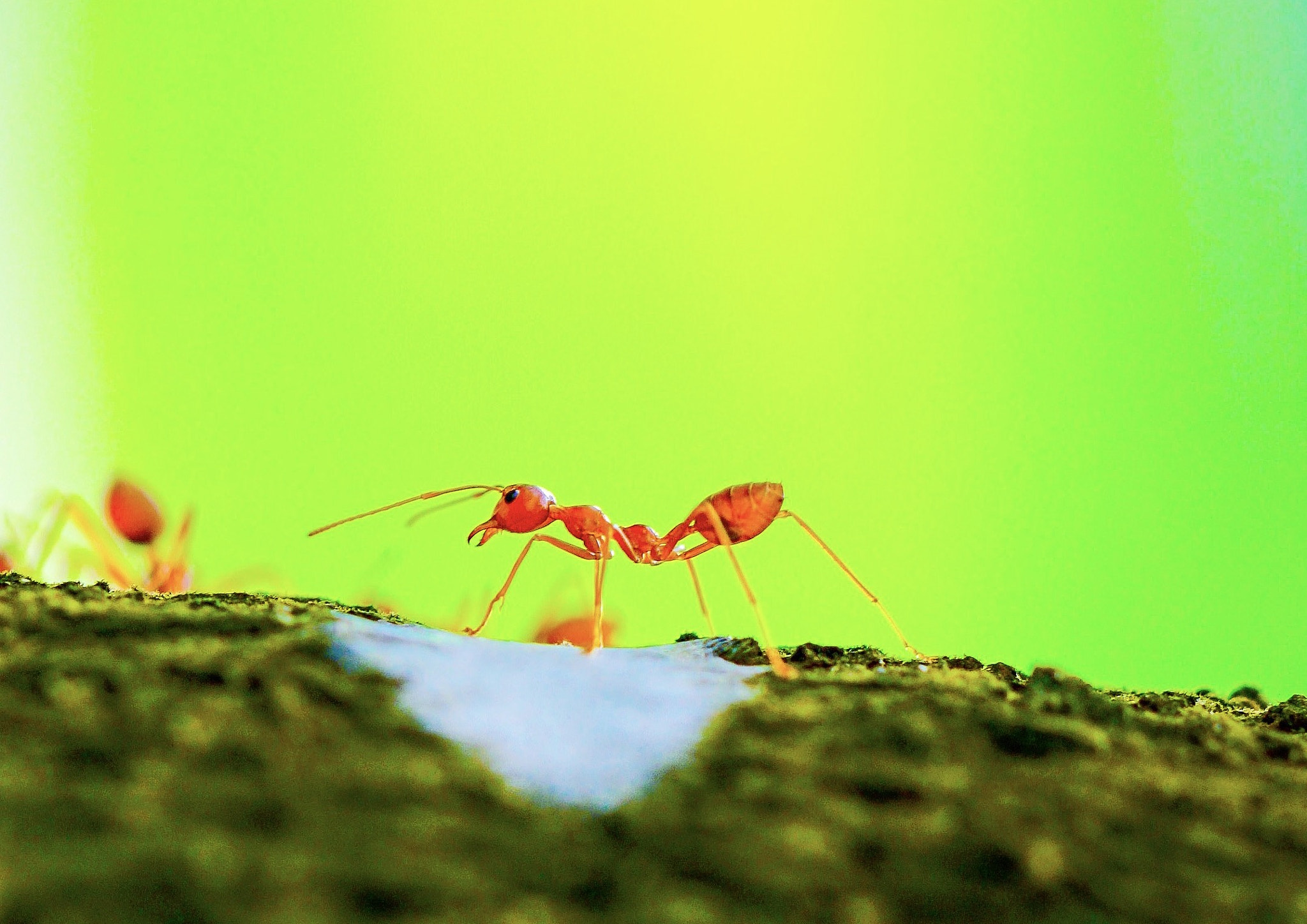 Sony a7R II + Sony FE 90mm F2.8 Macro G OSS sample photo