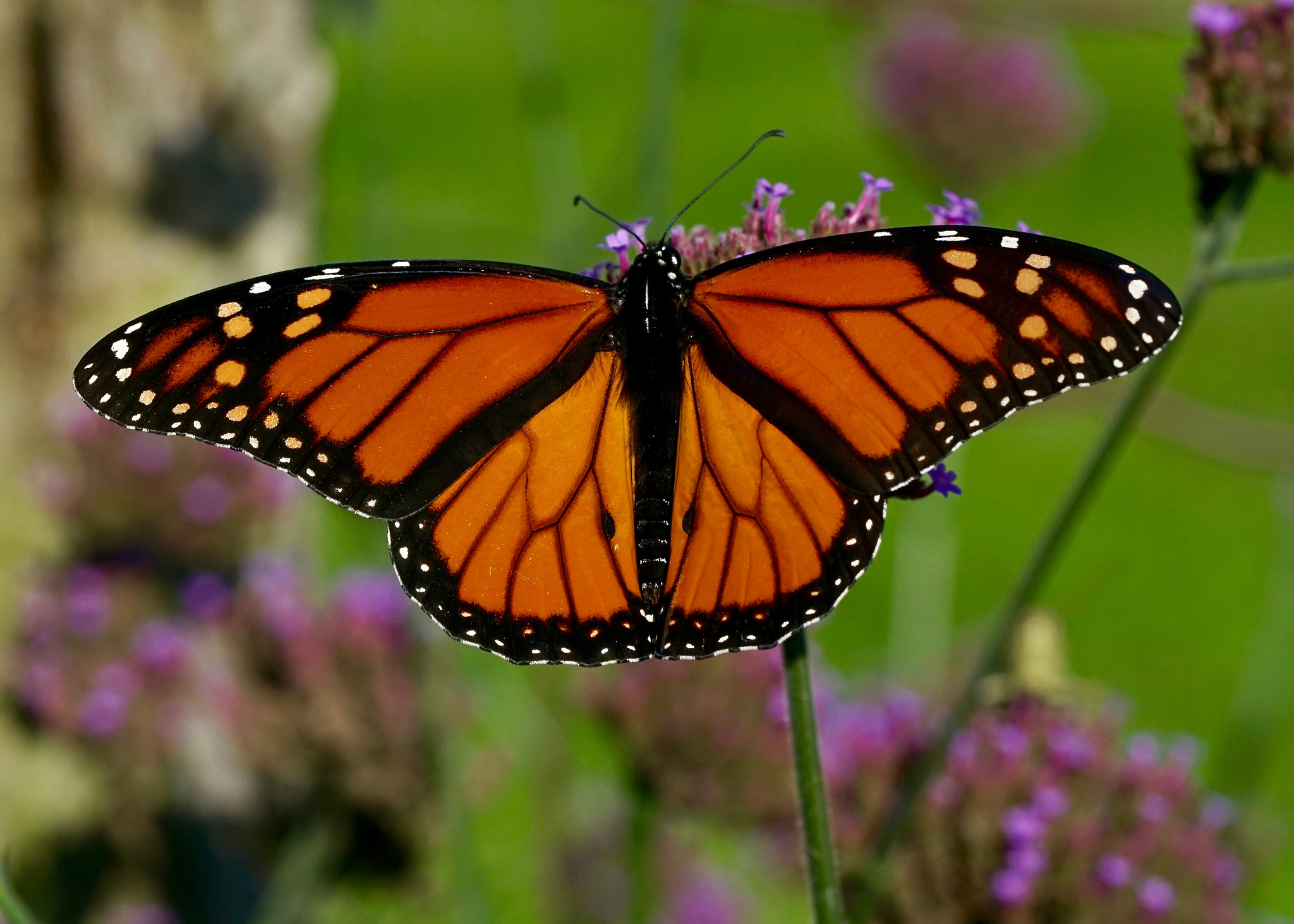 Sony a6000 + Sony FE 90mm F2.8 Macro G OSS sample photo. Monarch photography