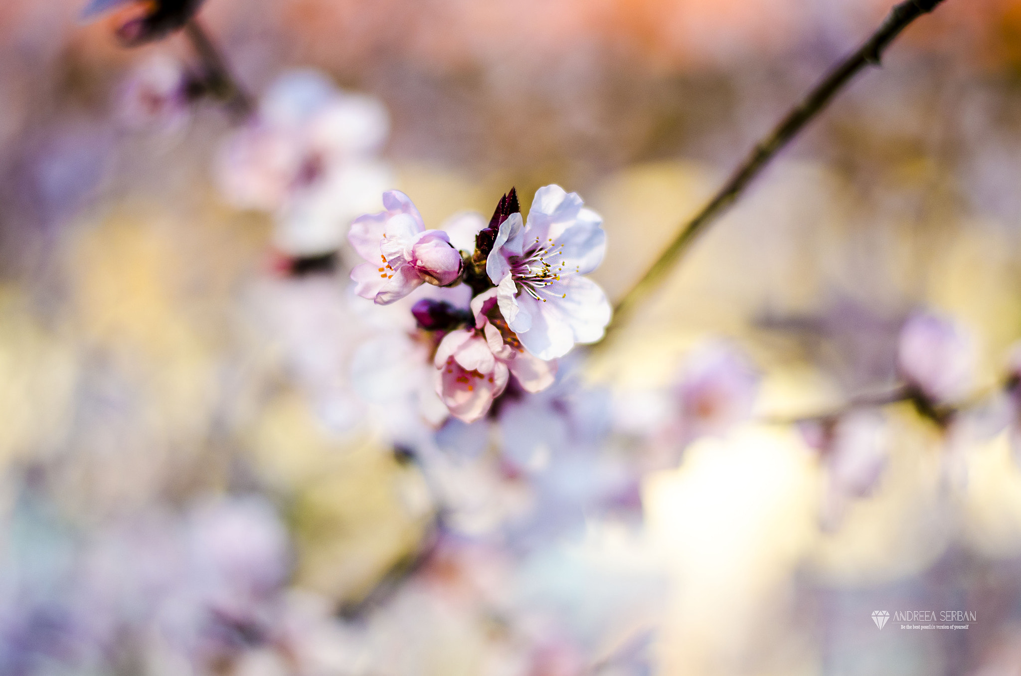 Nikon D5100 + Nikon AF-S Nikkor 50mm F1.8G sample photo. Hello spring! photography