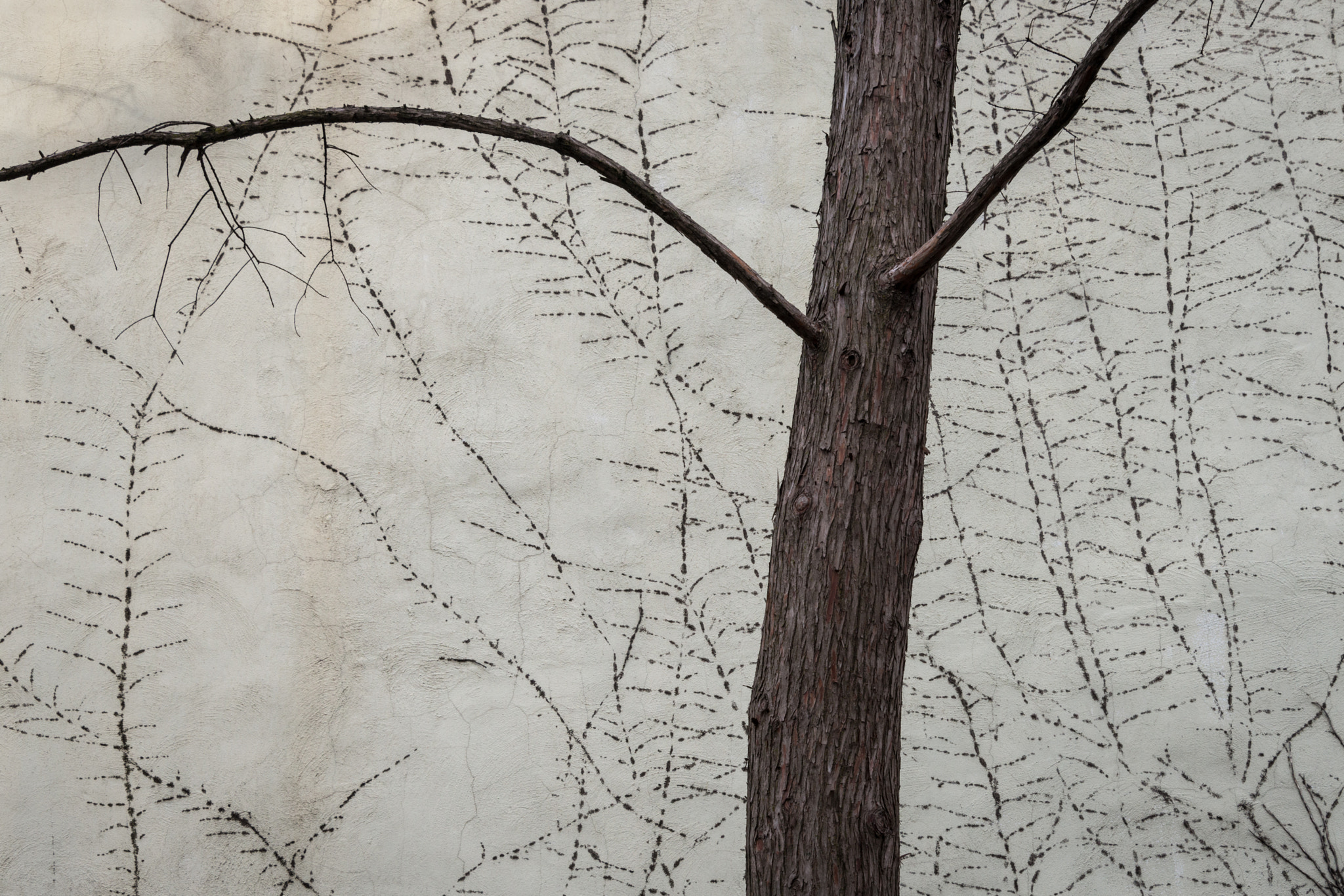Nikon D800 sample photo. Tree & wall photography