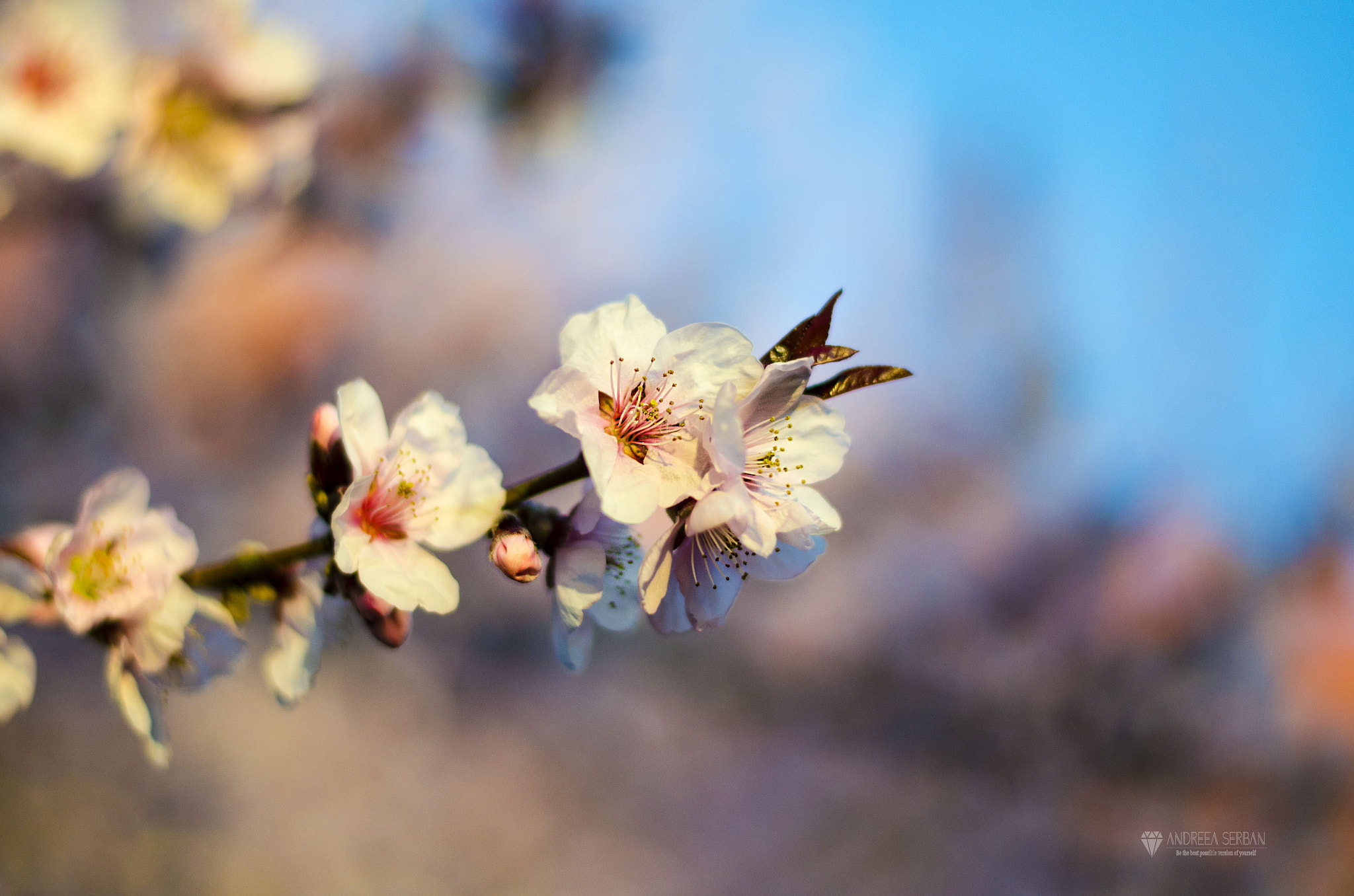 Nikon D5100 + Nikon AF-S Nikkor 50mm F1.8G sample photo. Blossom photography
