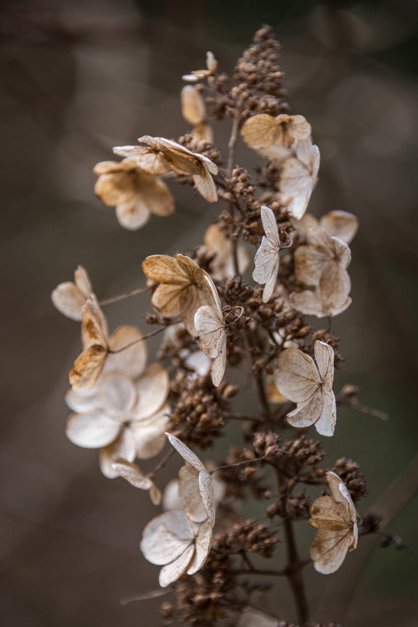 Nikon D800 sample photo. Hydrangea photography