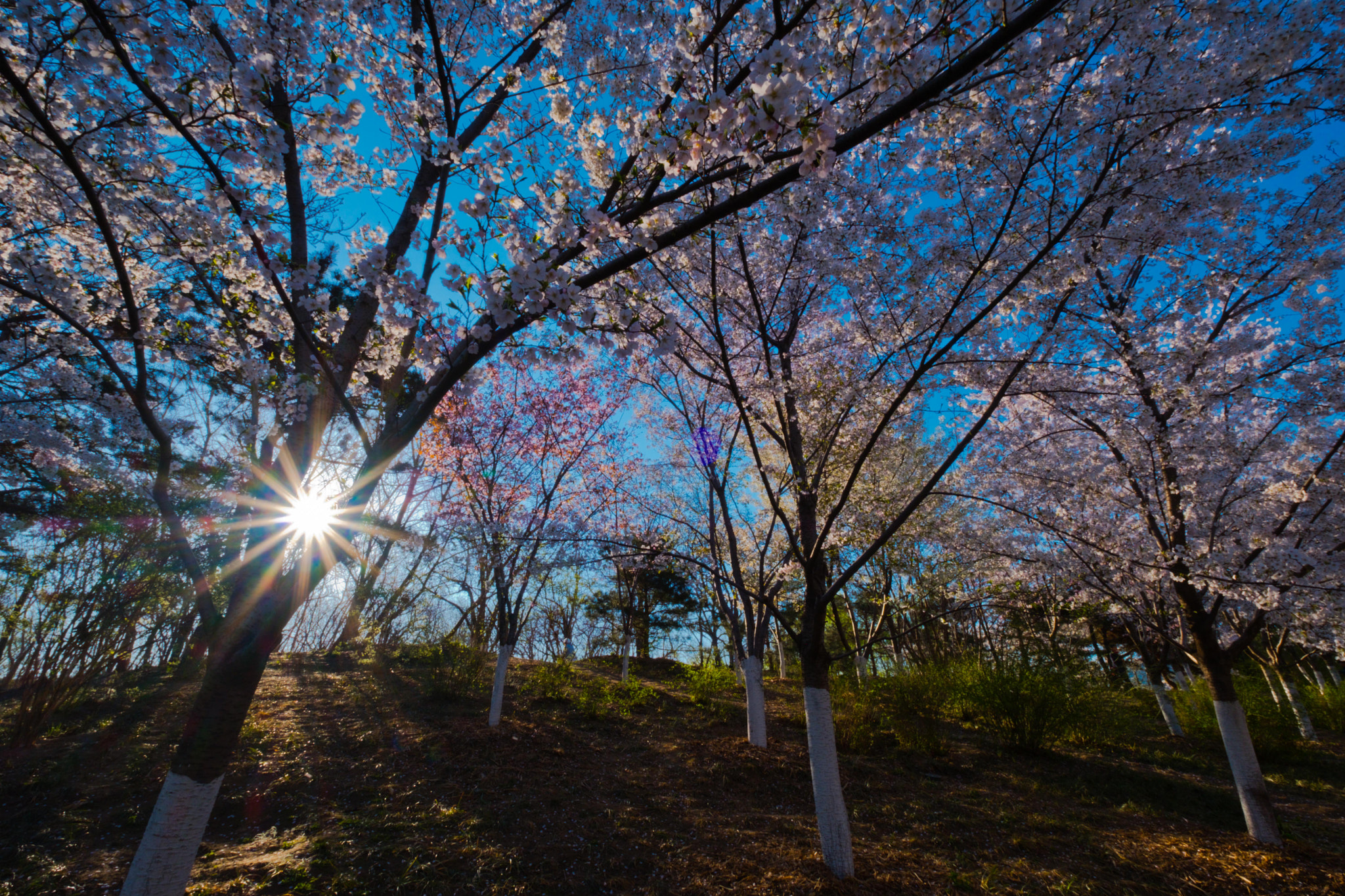 Fujifilm X-T2 + Fujifilm XF 10-24mm F4 R OIS sample photo. Dscf photography