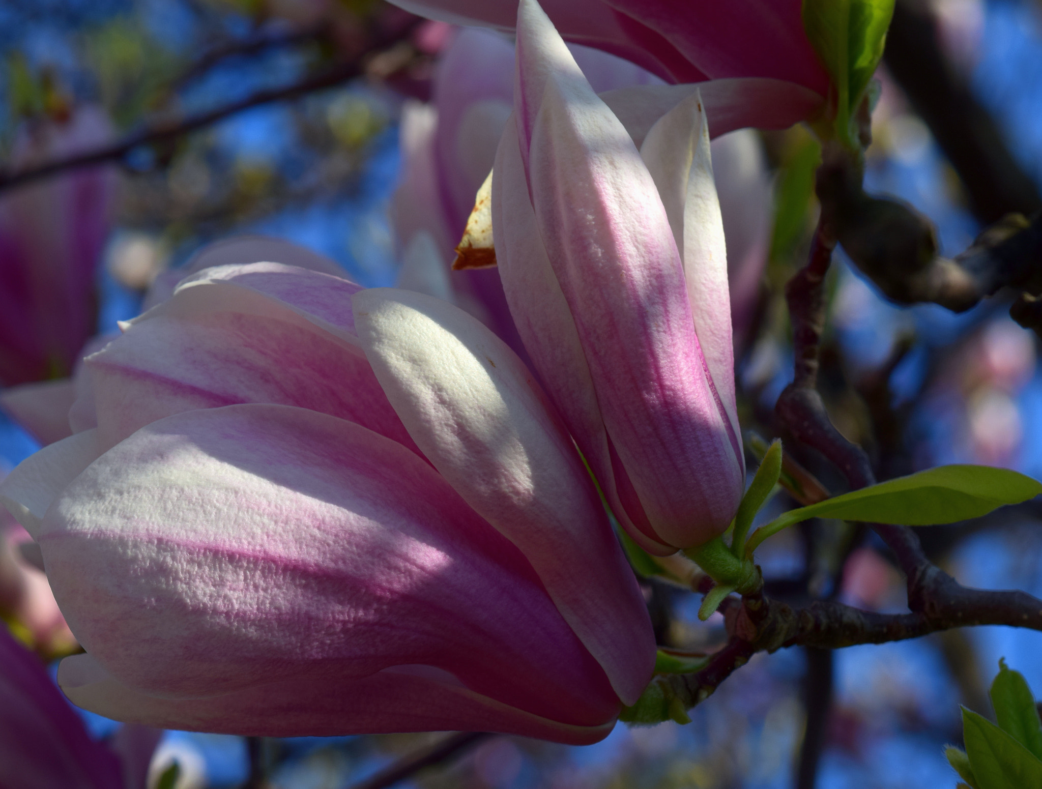 Nikon AF-S DX Micro-Nikkor 85mm F3.5G ED VR sample photo. Light & shadow photography