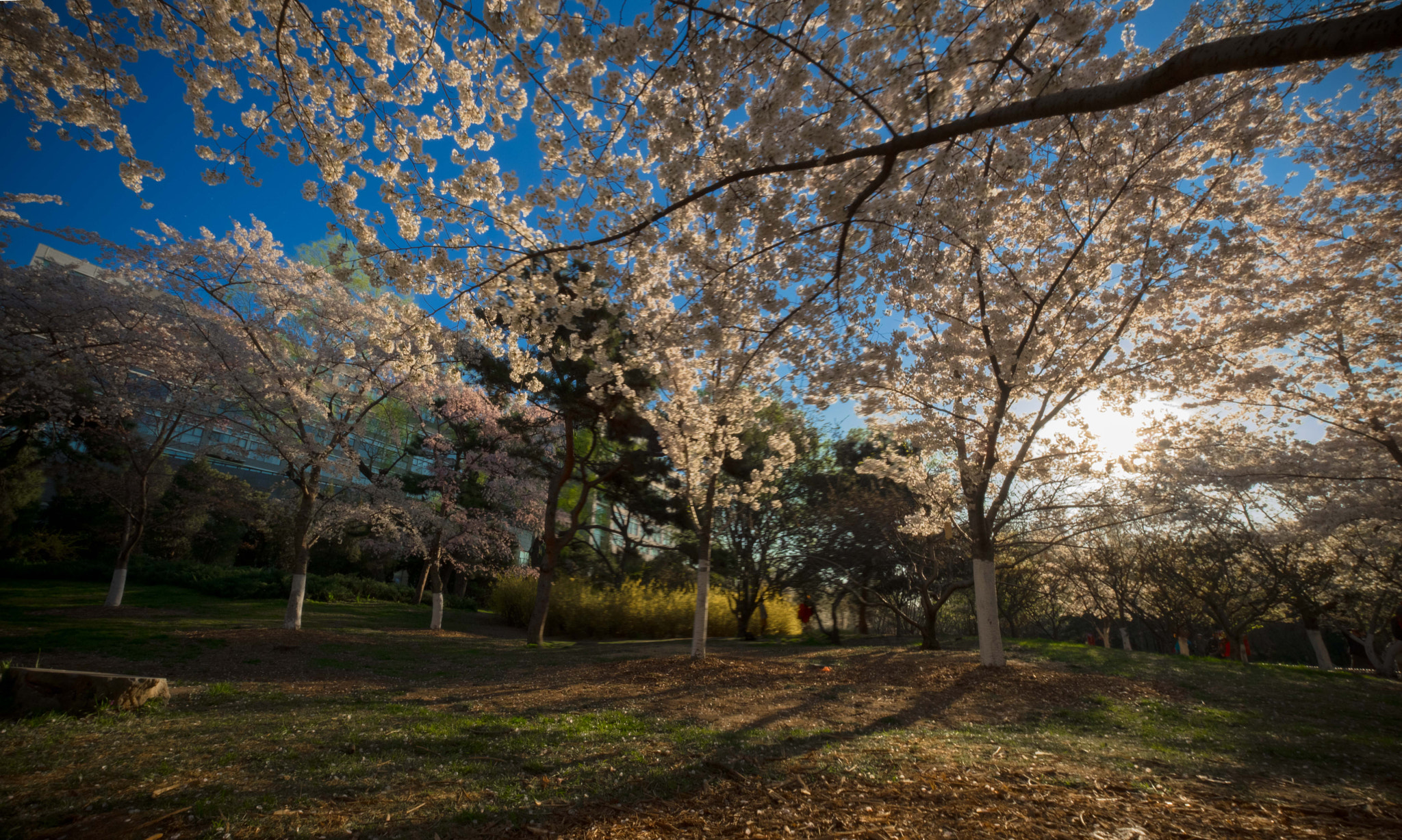 Fujifilm X-T2 + Fujifilm XF 10-24mm F4 R OIS sample photo. Pano photography