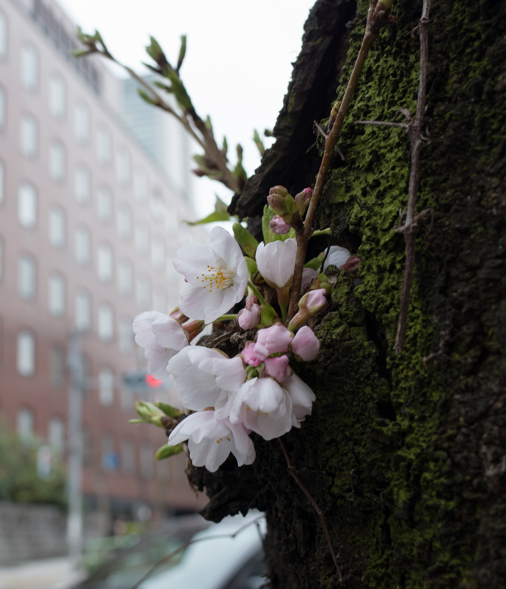 Ricoh GR II + GR Lens sample photo. Small blossom photography