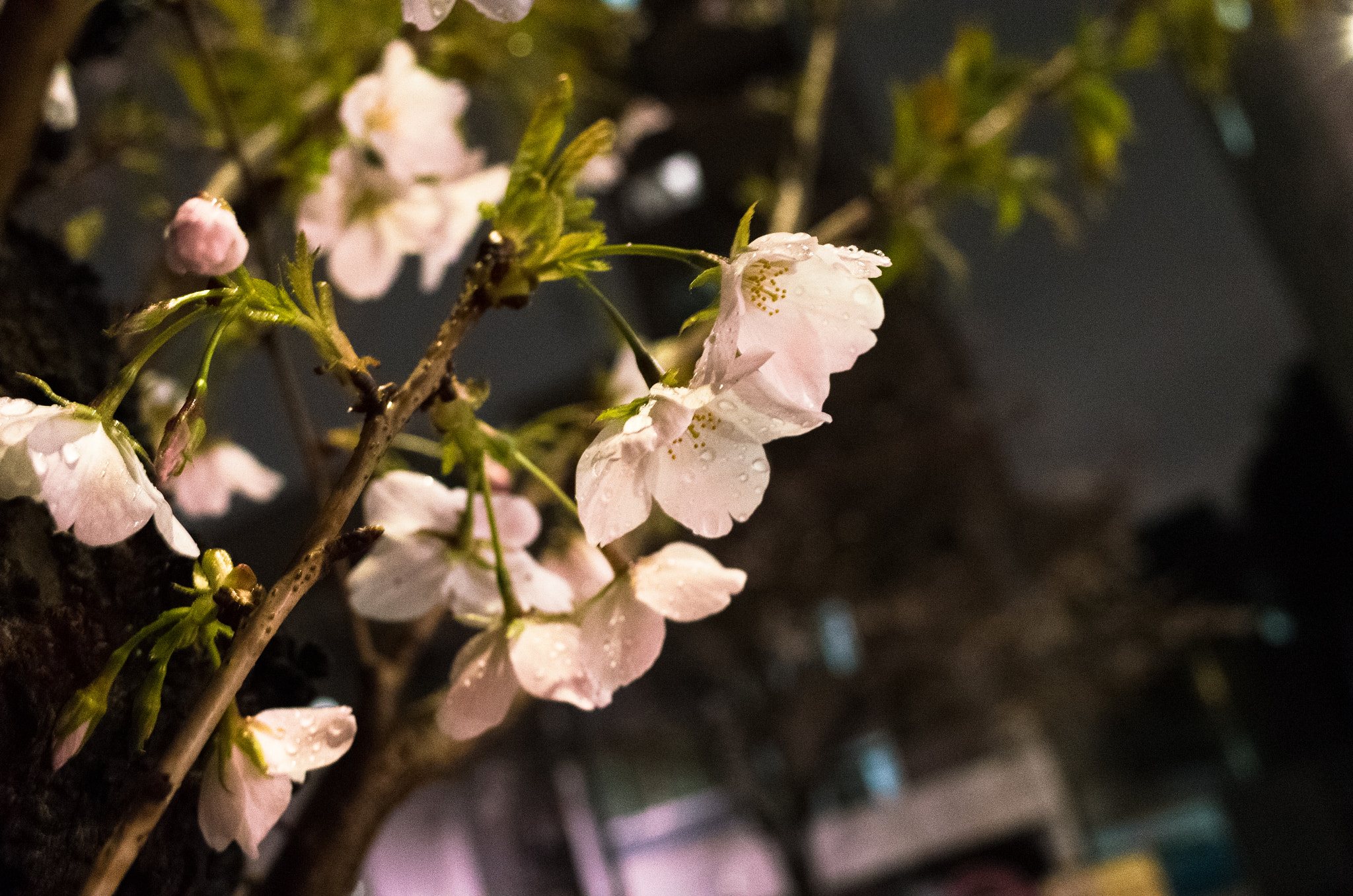 Ricoh GR II + GR Lens sample photo. Blossom in water photography