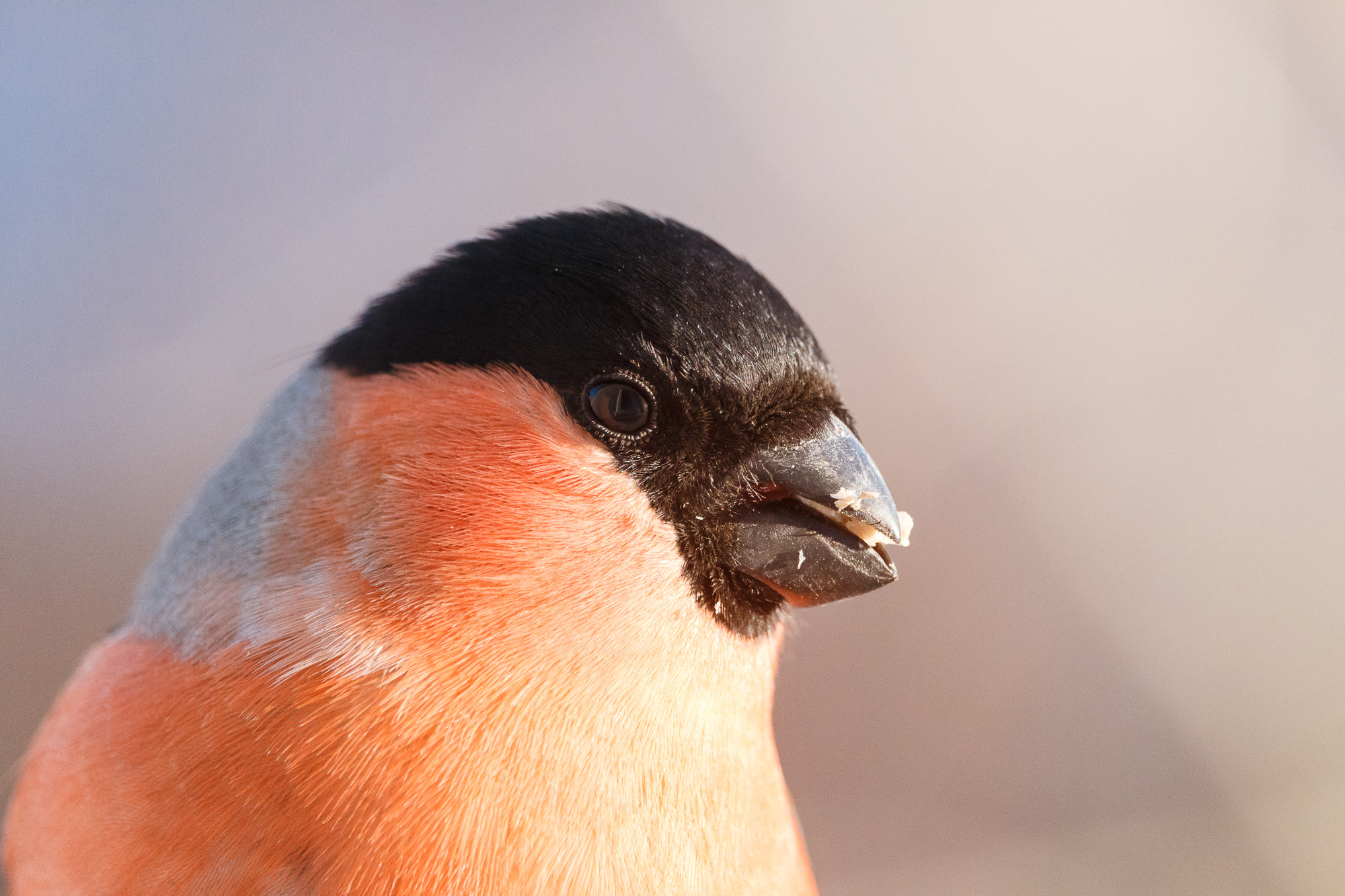 Canon EF-S 55-250mm F4-5.6 IS STM sample photo. Bullfinch photography