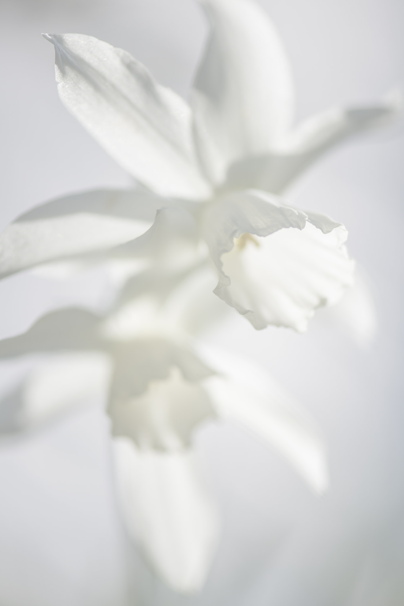 Nikon AF-S Micro-Nikkor 105mm F2.8G IF-ED VR sample photo. The promise of spring photography