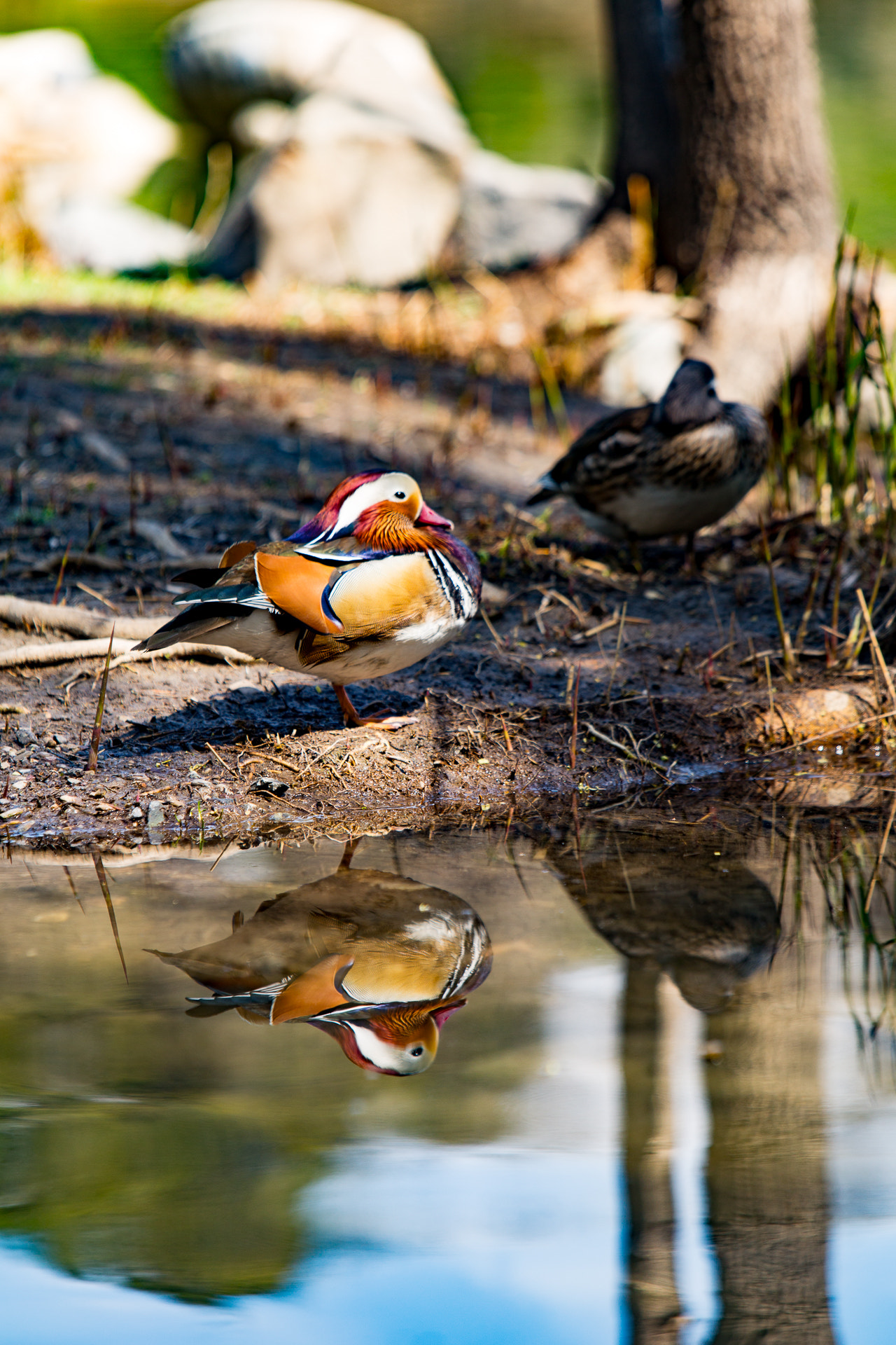 Canon EOS 6D + Canon EF 70-200mm F2.8L IS USM sample photo. Early spring photography