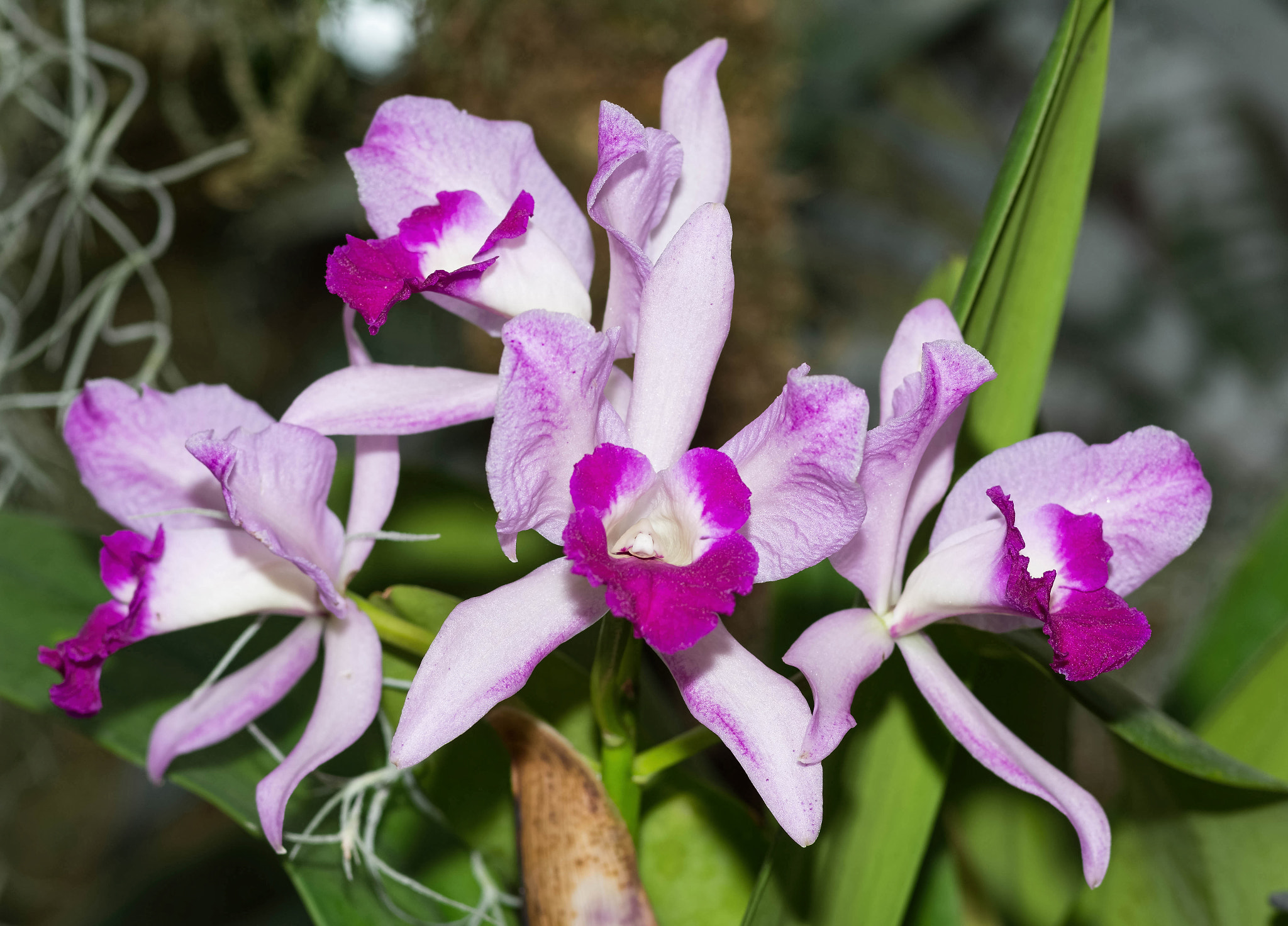Nikon AF-S Micro-Nikkor 105mm F2.8G IF-ED VR sample photo. Cattleya zeno photography