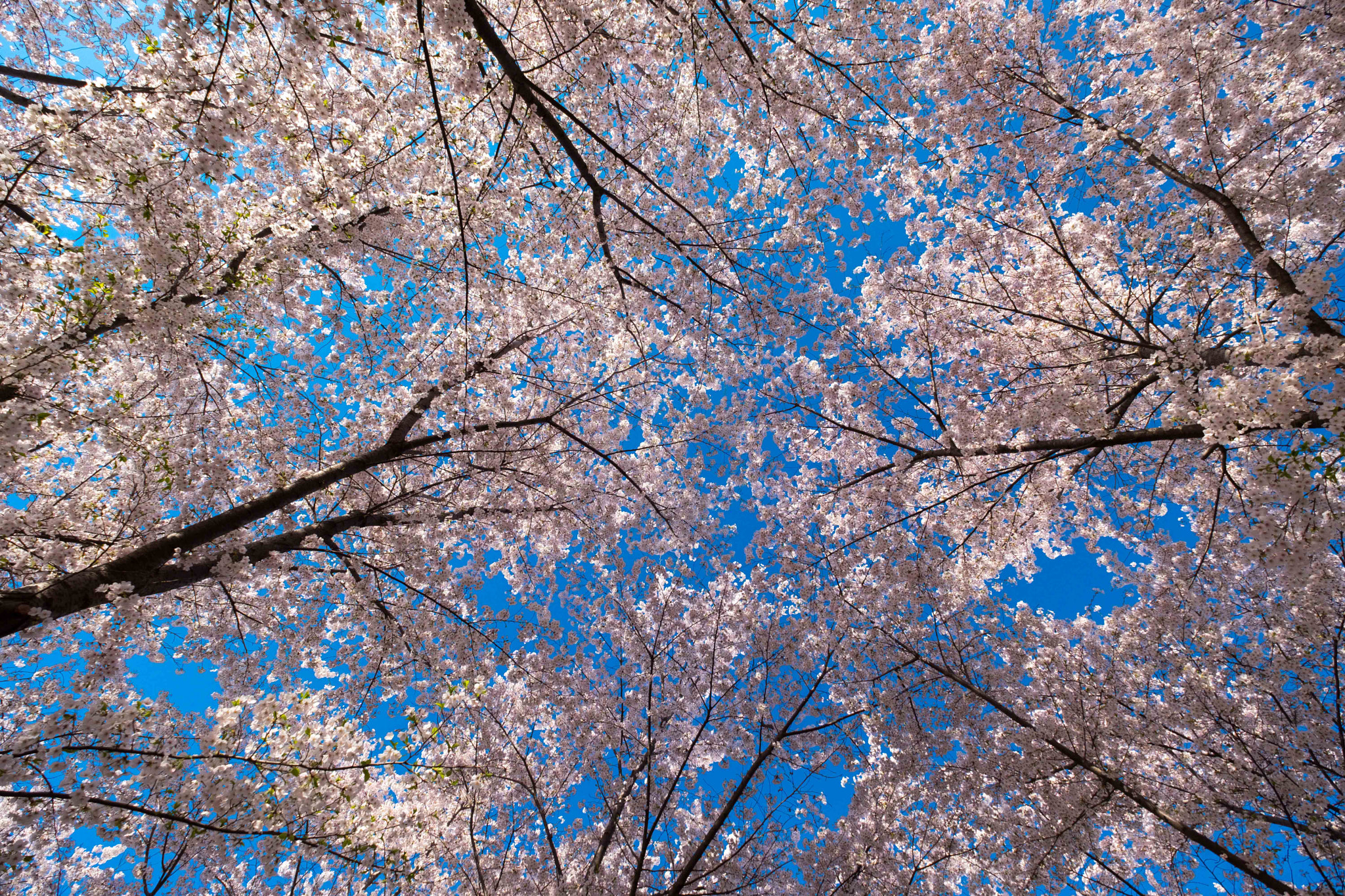 Fujifilm X-T2 + Fujifilm XF 10-24mm F4 R OIS sample photo. Dscf photography