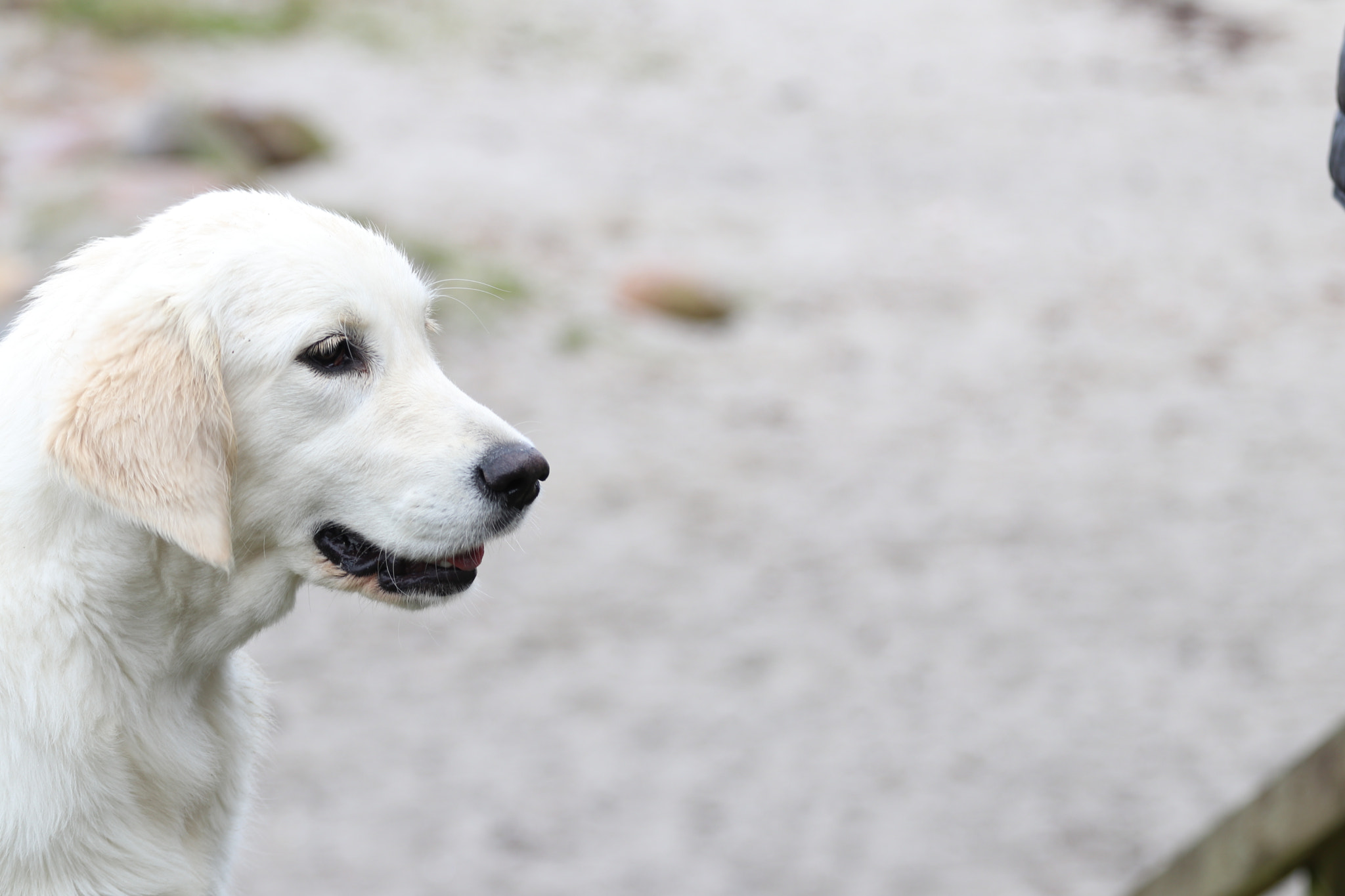 Canon EOS 80D + Canon EF 70-200mm F4L USM sample photo. White labrador puppy photography