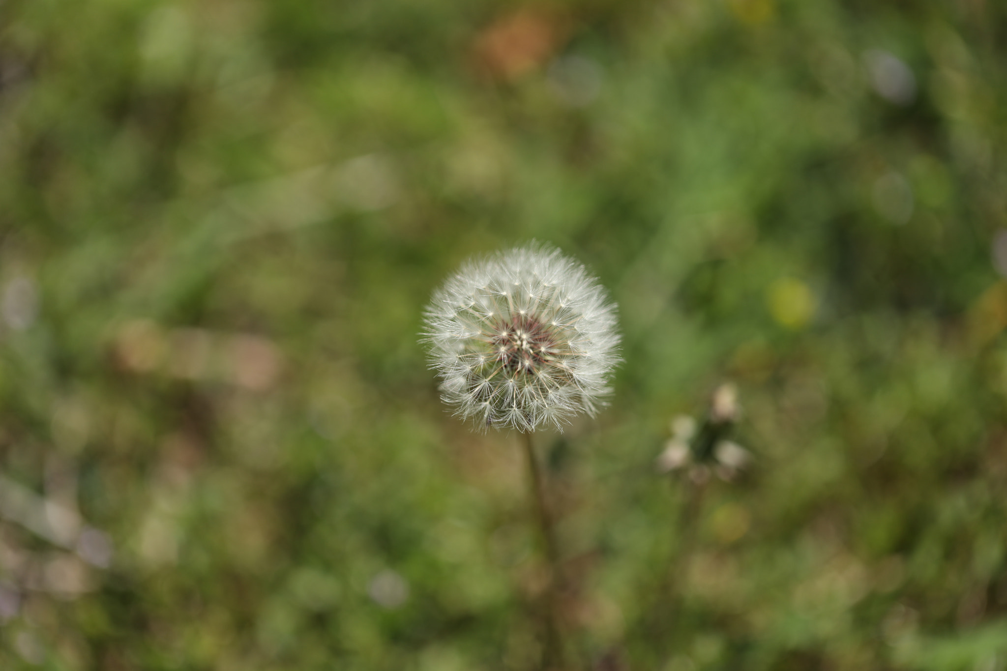 Canon EF 100mm F2.8L Macro IS USM sample photo. Make a wish photography