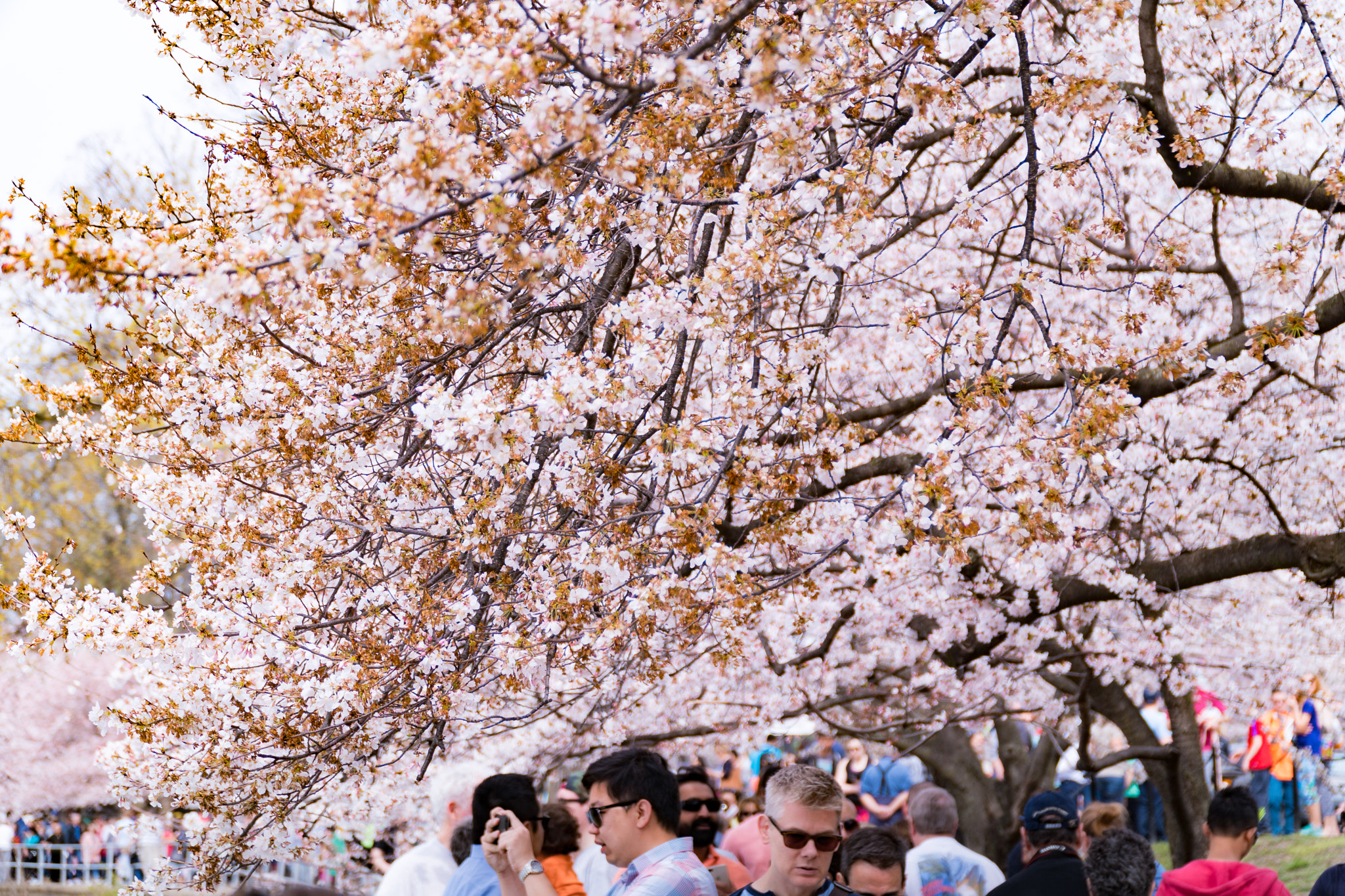 Sony a6500 sample photo. Cherry blossoms in dc  photography