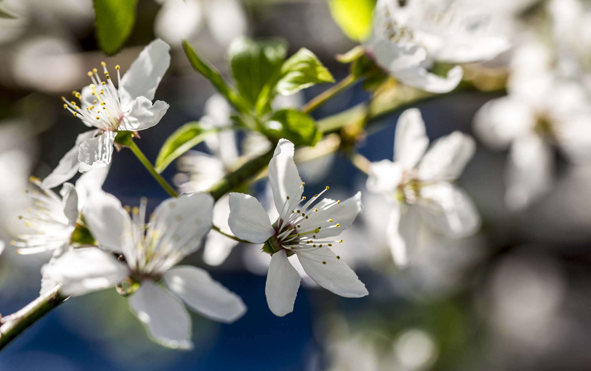 Canon EF 100mm F2.8L Macro IS USM sample photo. Spring photography