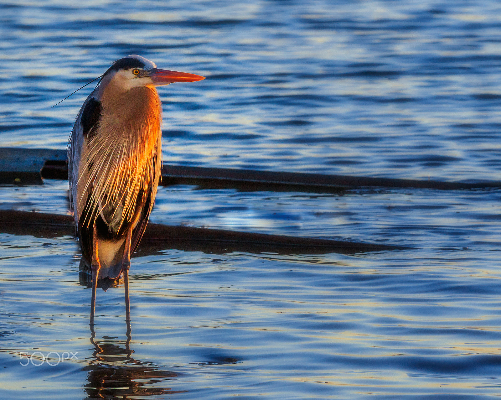 Canon EOS 7D Mark II + Canon EF 70-200mm F4L IS USM sample photo. Heron at sunrise photography