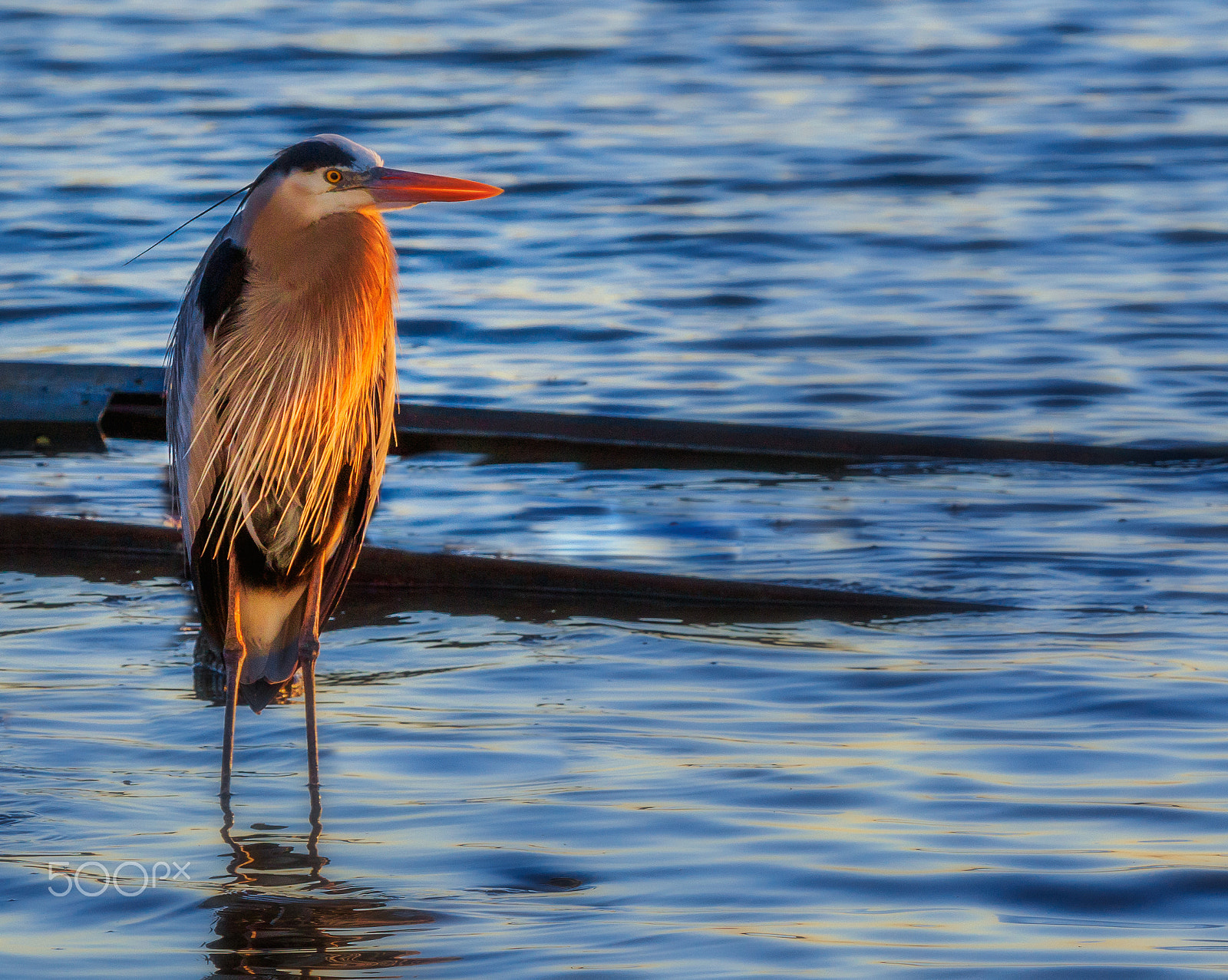 Canon EF 70-200mm F4L IS USM sample photo. Heron at sunrise photography