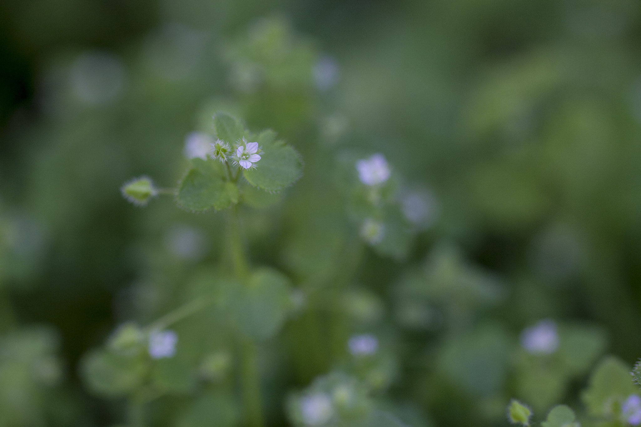 Canon EF 100mm F2.8L Macro IS USM sample photo. Die schüchterne blume photography