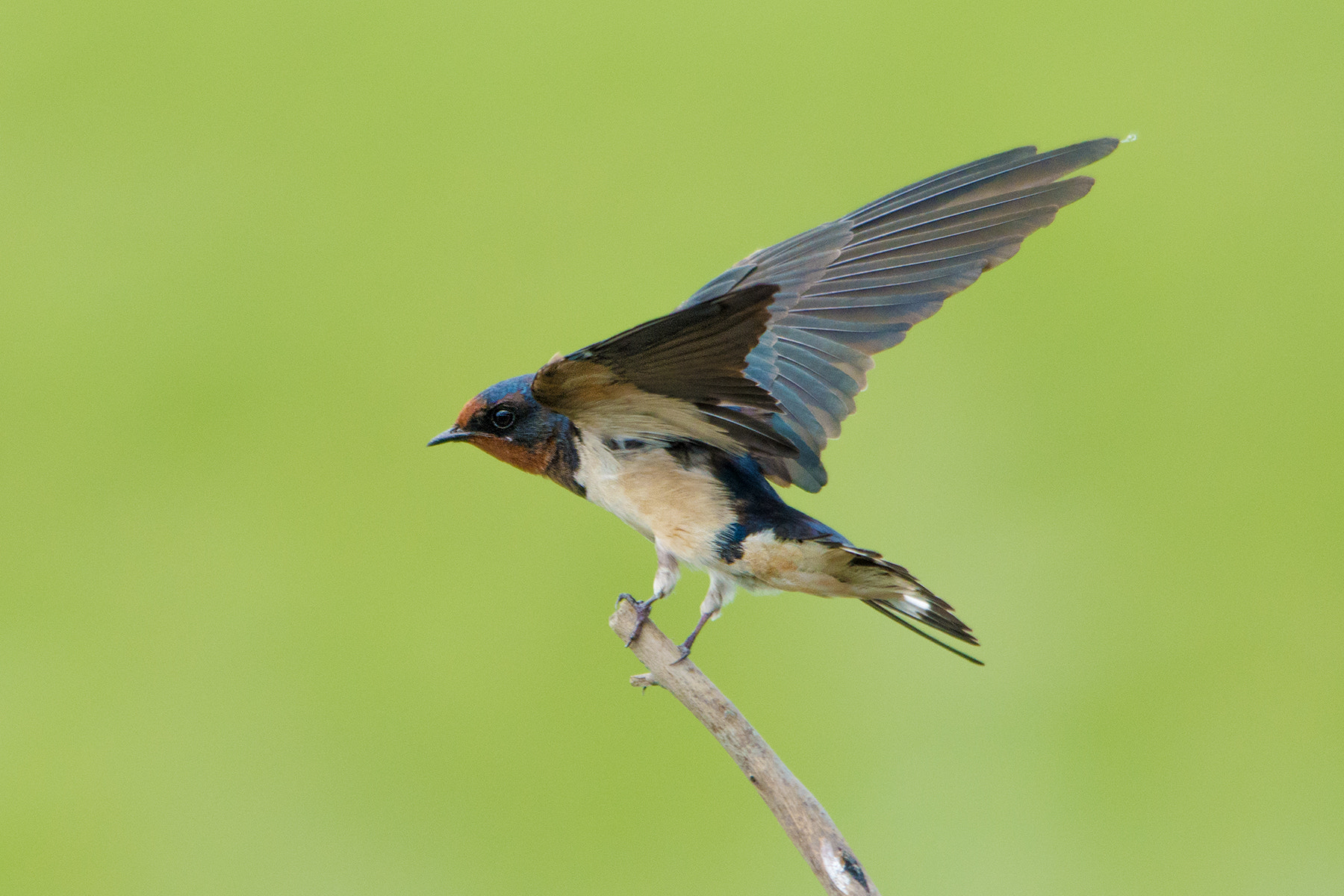 Sigma 150-500mm F5-6.3 DG OS HSM sample photo. Balance !! photography