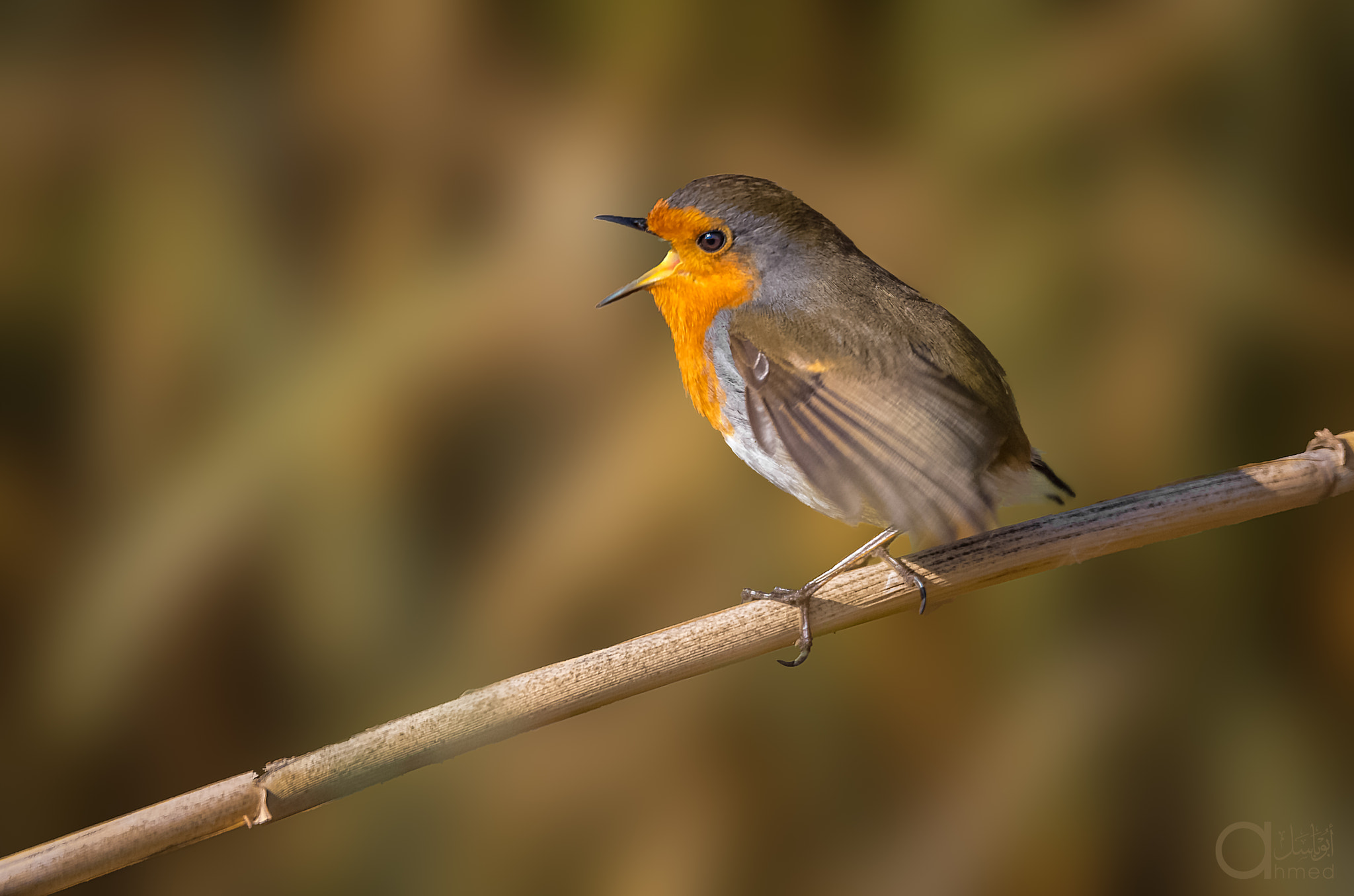 Sigma 150-600mm F5-6.3 DG OS HSM | S sample photo