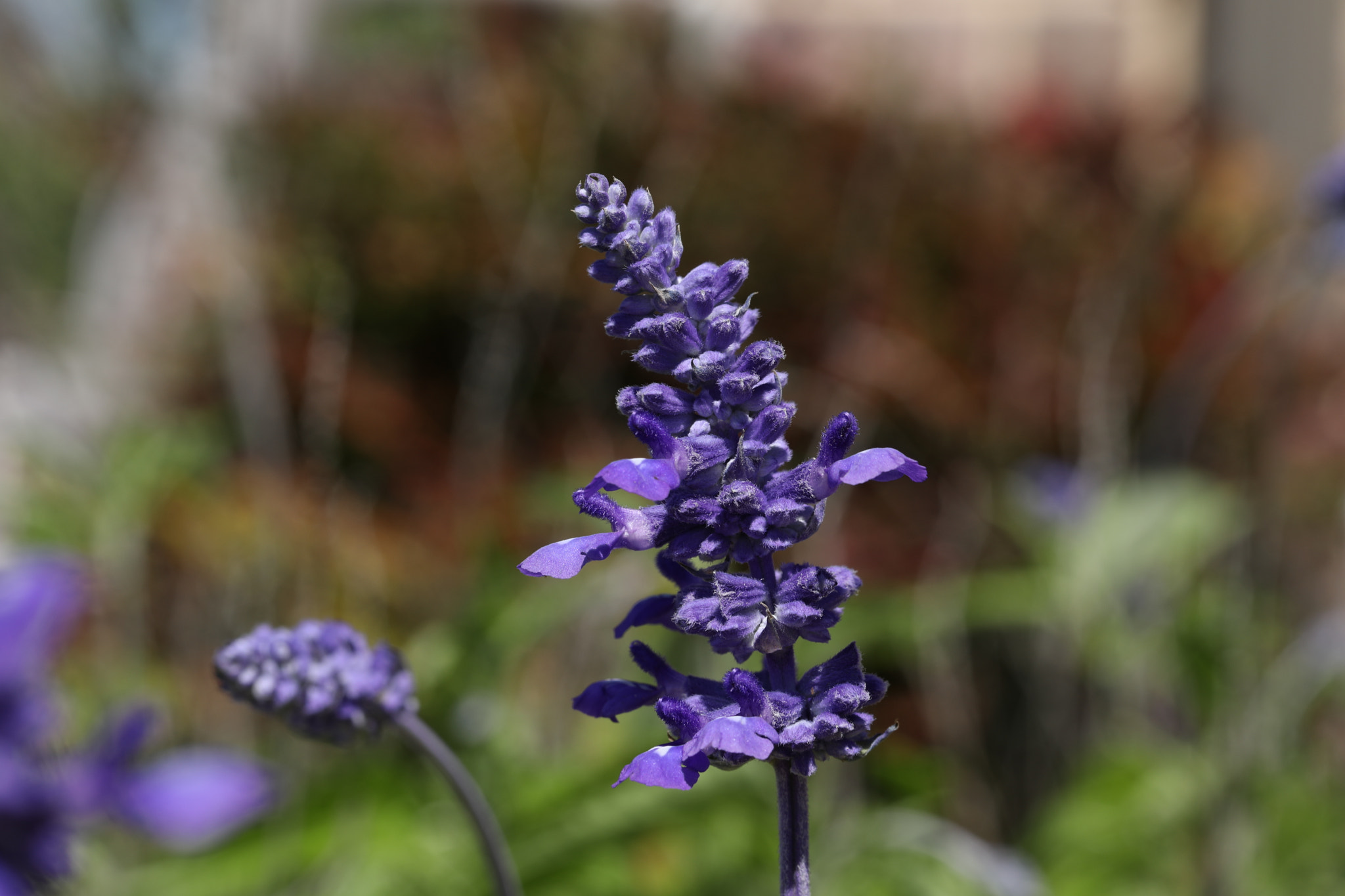 Canon EF 100mm F2.8L Macro IS USM sample photo. Butterfly bush in bloom photography