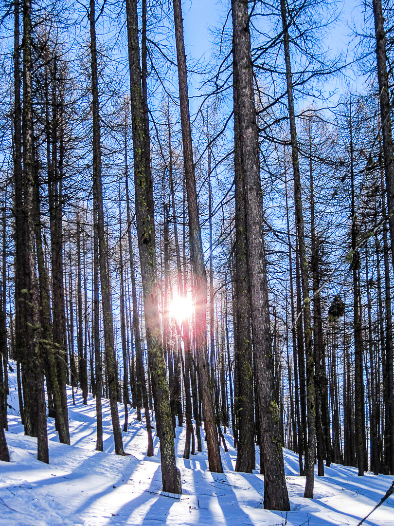 Canon PowerShot SD1200 IS (Digital IXUS 95 IS / IXY Digital 110 IS) sample photo. Forest photography