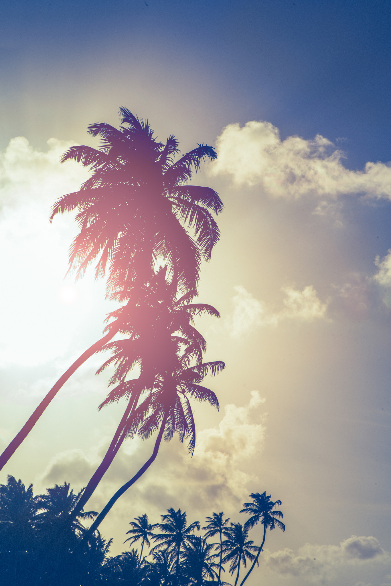 Sony a7R II + Canon EF 24-105mm F4L IS USM sample photo. In love with these palms photography
