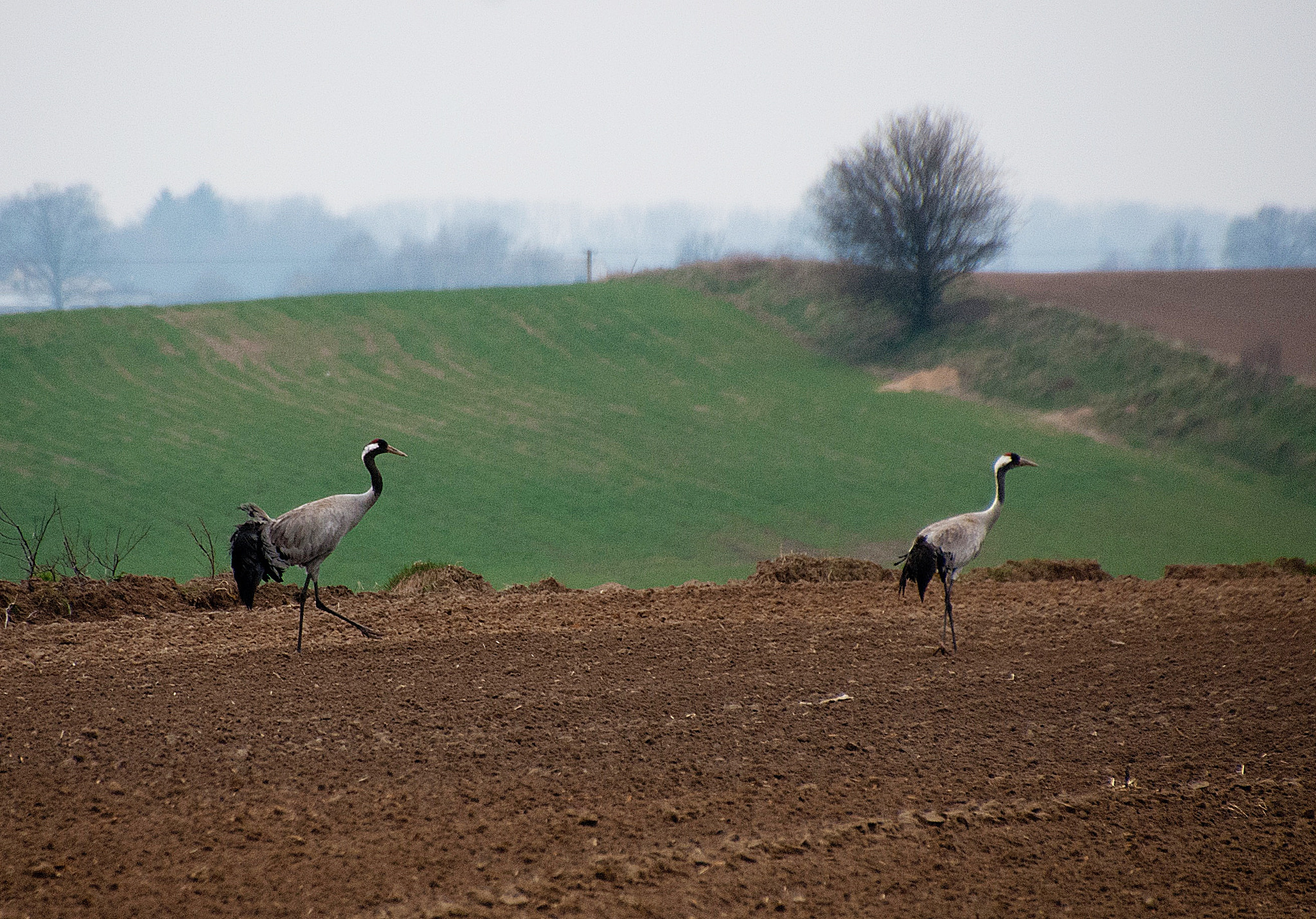 Sony Alpha DSLR-A300 sample photo. Spotkanie w drodze photography