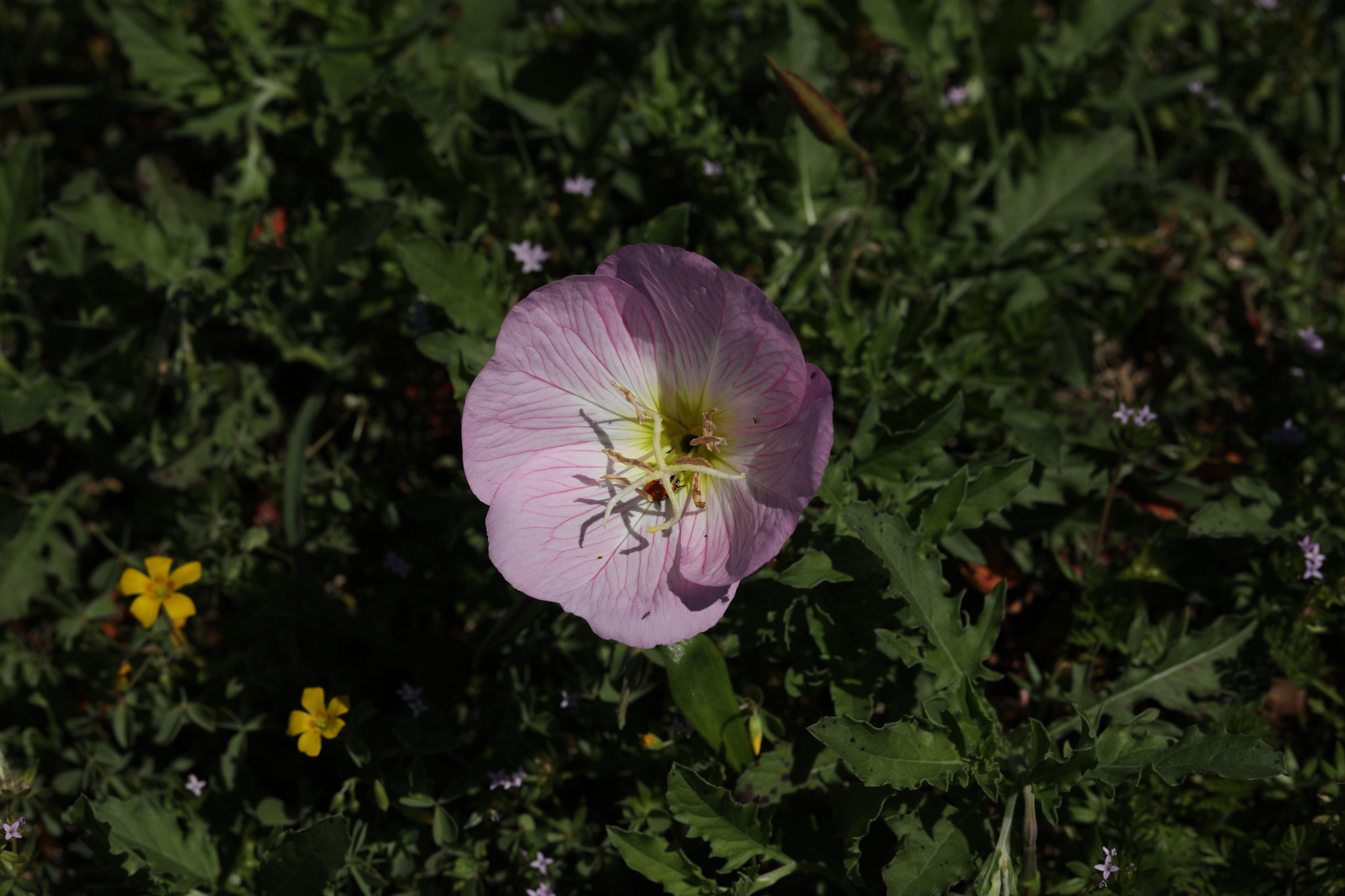 Canon EF 100mm F2.8L Macro IS USM sample photo. Texas buttercup photography