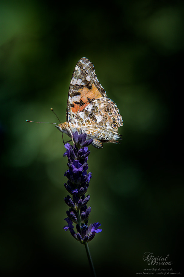 Pentax K-3 + Tamron SP AF 70-200mm F2.8 Di LD (IF) MACRO sample photo. Painted lady photography