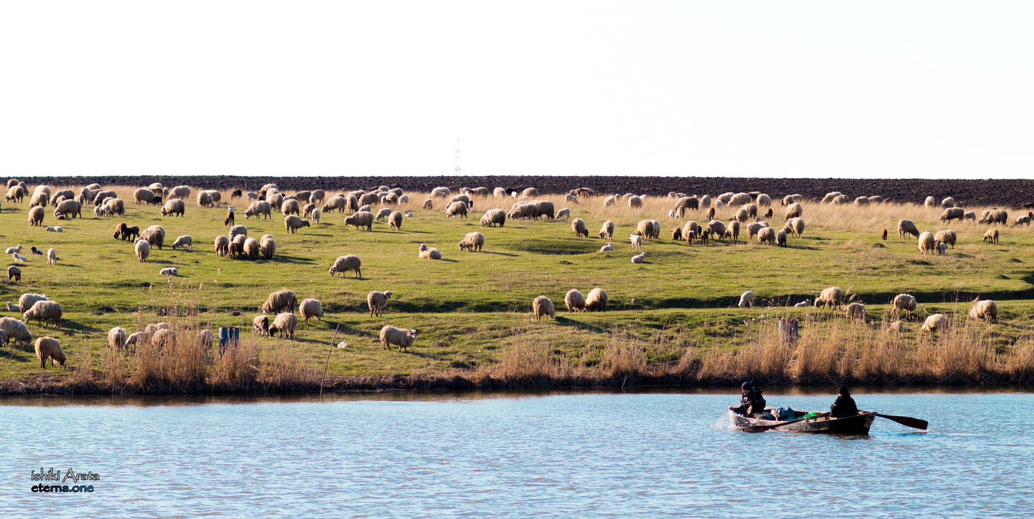 Canon EOS 80D sample photo. Sheep lake photography