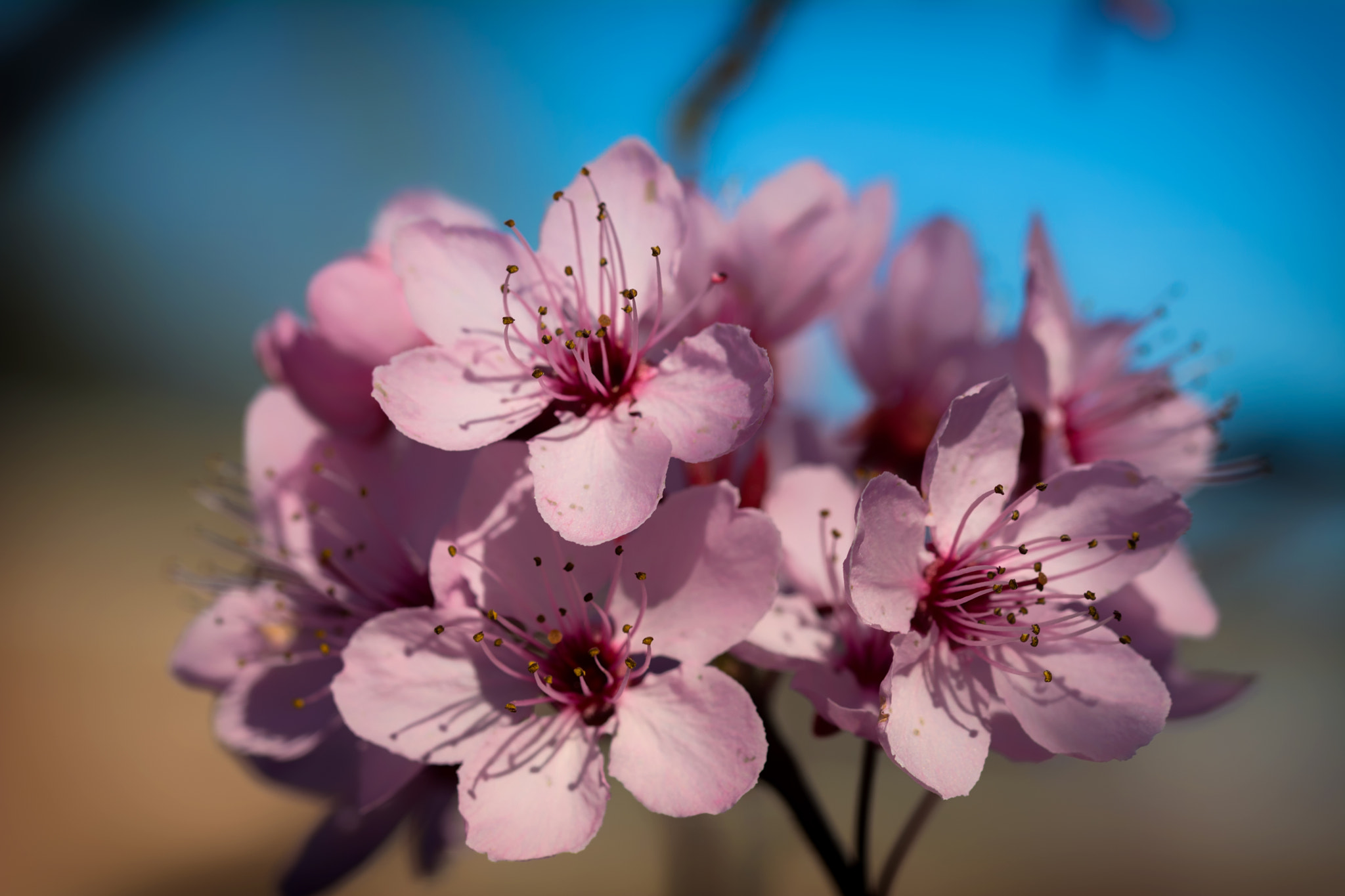 Sigma 105mm F2.8 EX DG OS HSM sample photo. Blossom photography