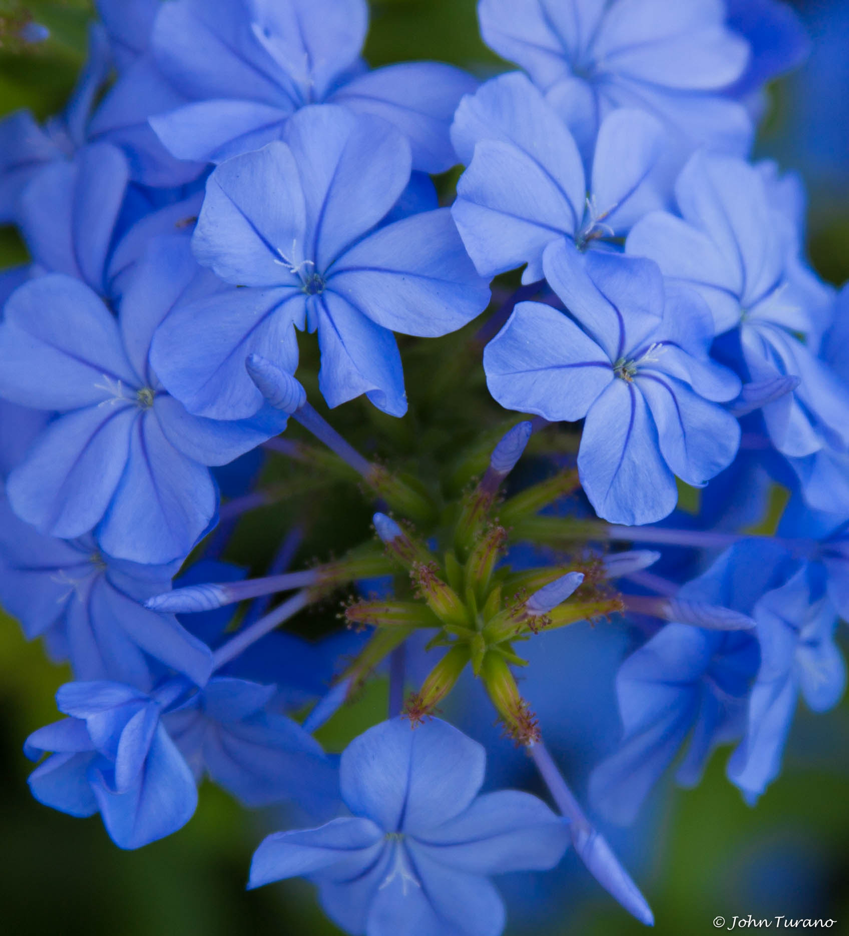 Canon EF 28-135mm F3.5-5.6 IS USM sample photo. Morning flowers photography