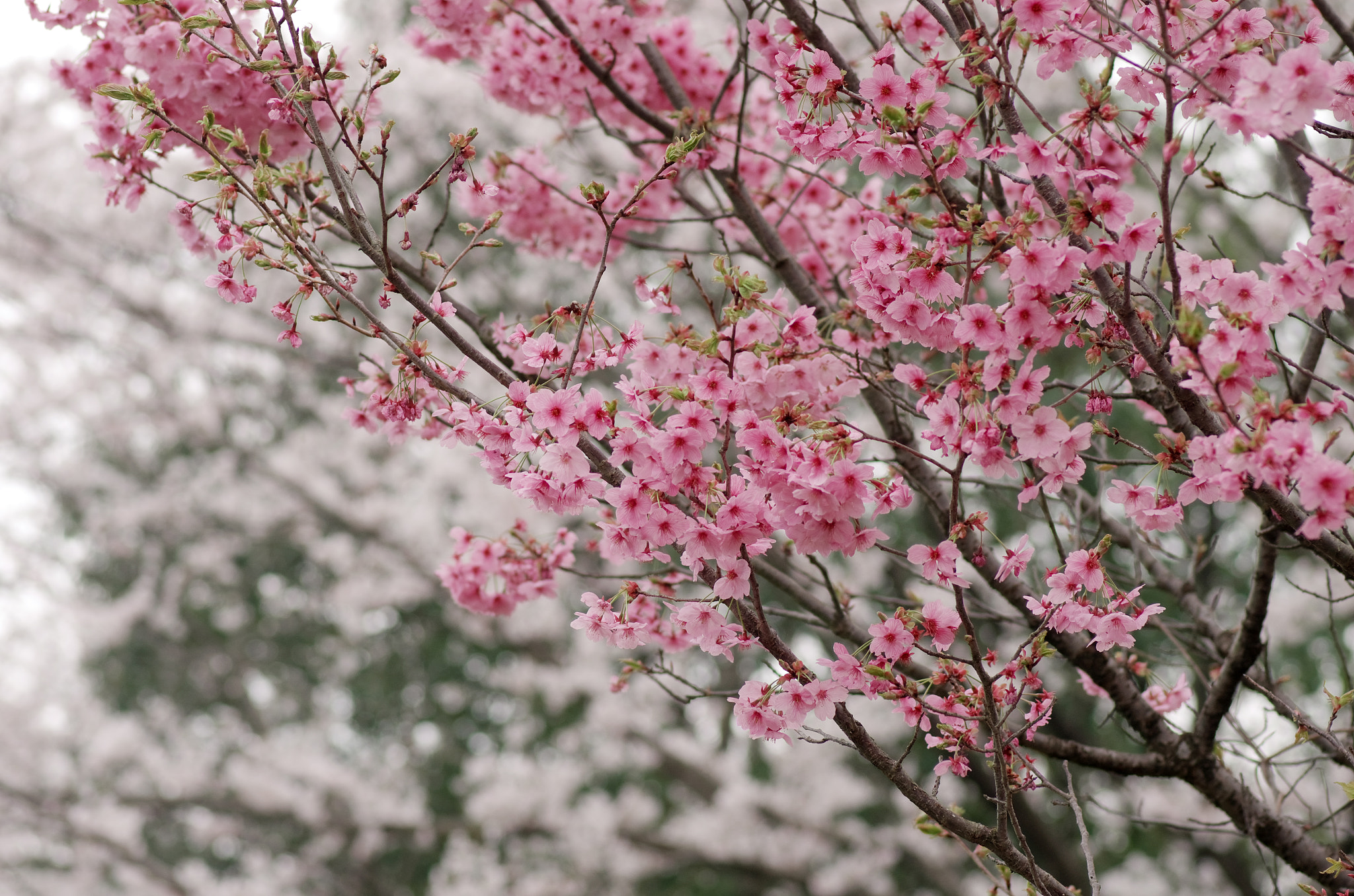 Pentax K-5 sample photo. Taken by myself 2015.4.1. photography