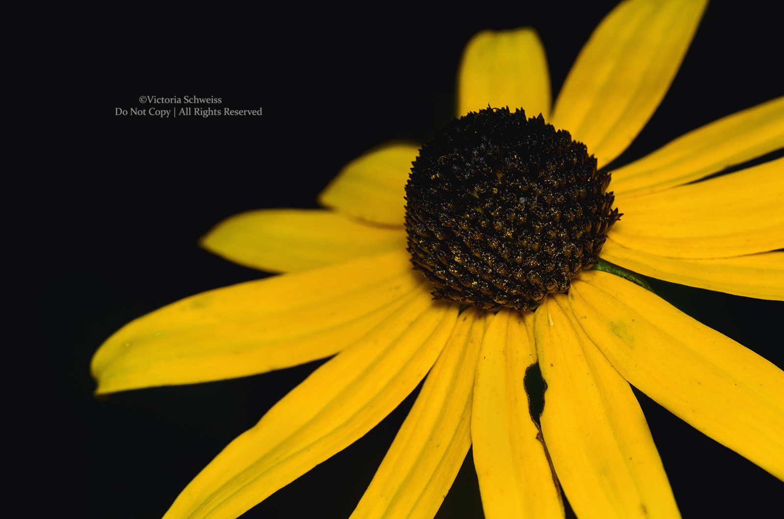 Nikon AF-S Micro-Nikkor 105mm F2.8G IF-ED VR sample photo. Cone flower photography